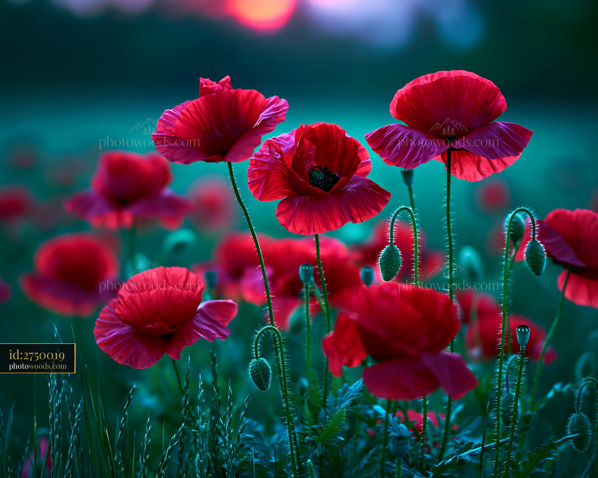 Poppies Bloom in a Field During Sunset Light