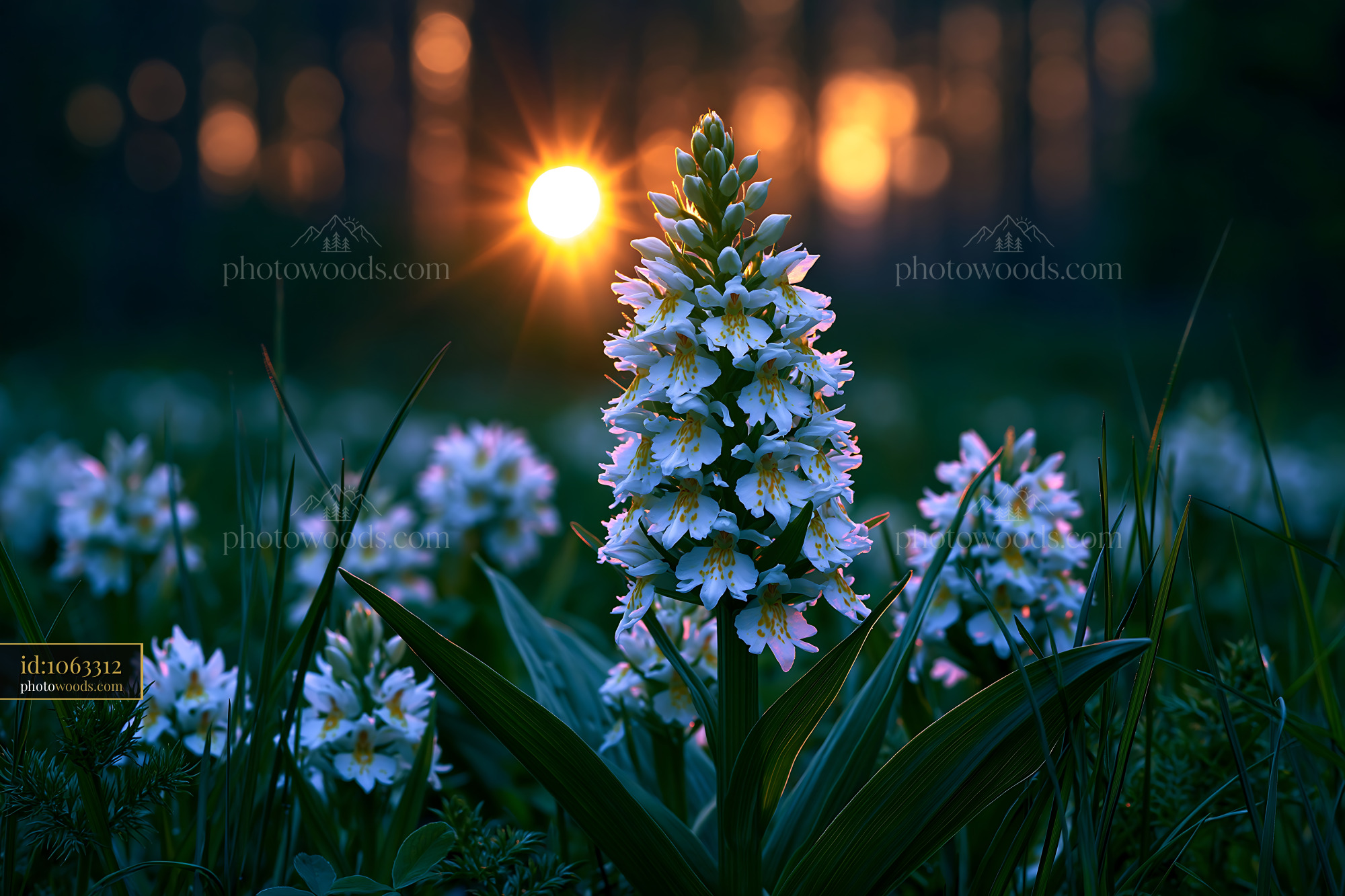 Fragrant Vanilla Orchids in a Meadow at Sunset in the Alps