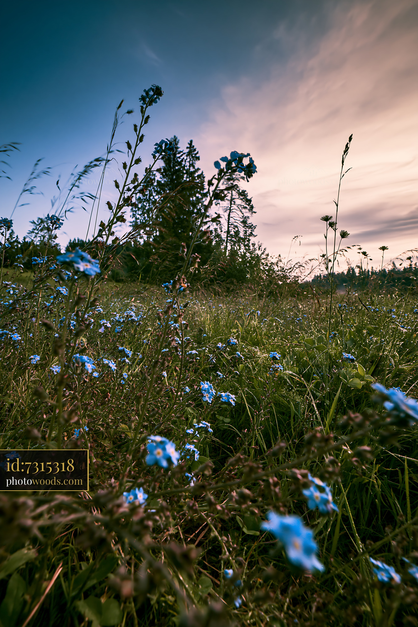 Harebell Wildflowers Blooming in Meadow at Sunset