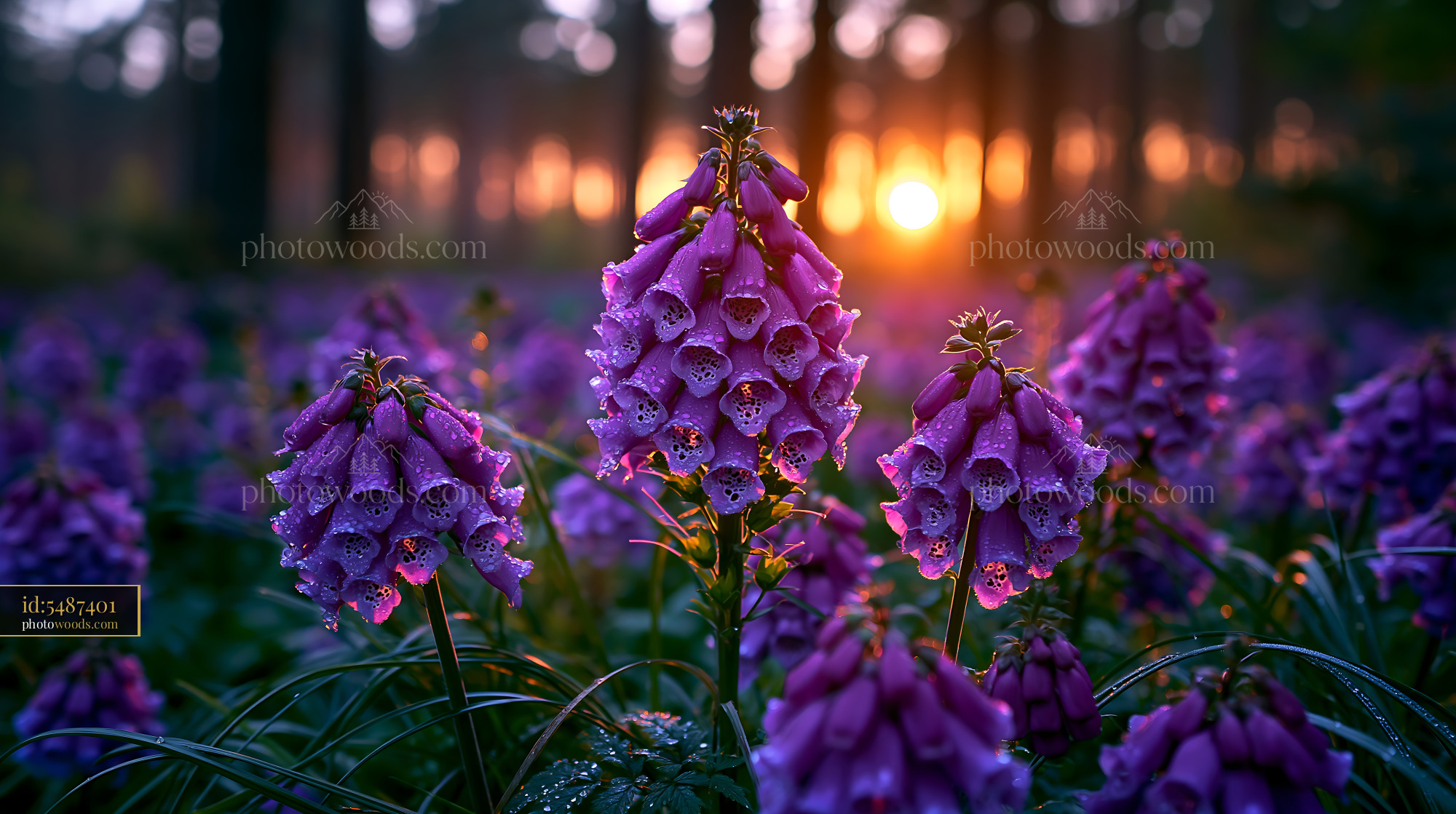 Flowers Bloom at Sunset in a Forest Filled With Mist and Dew