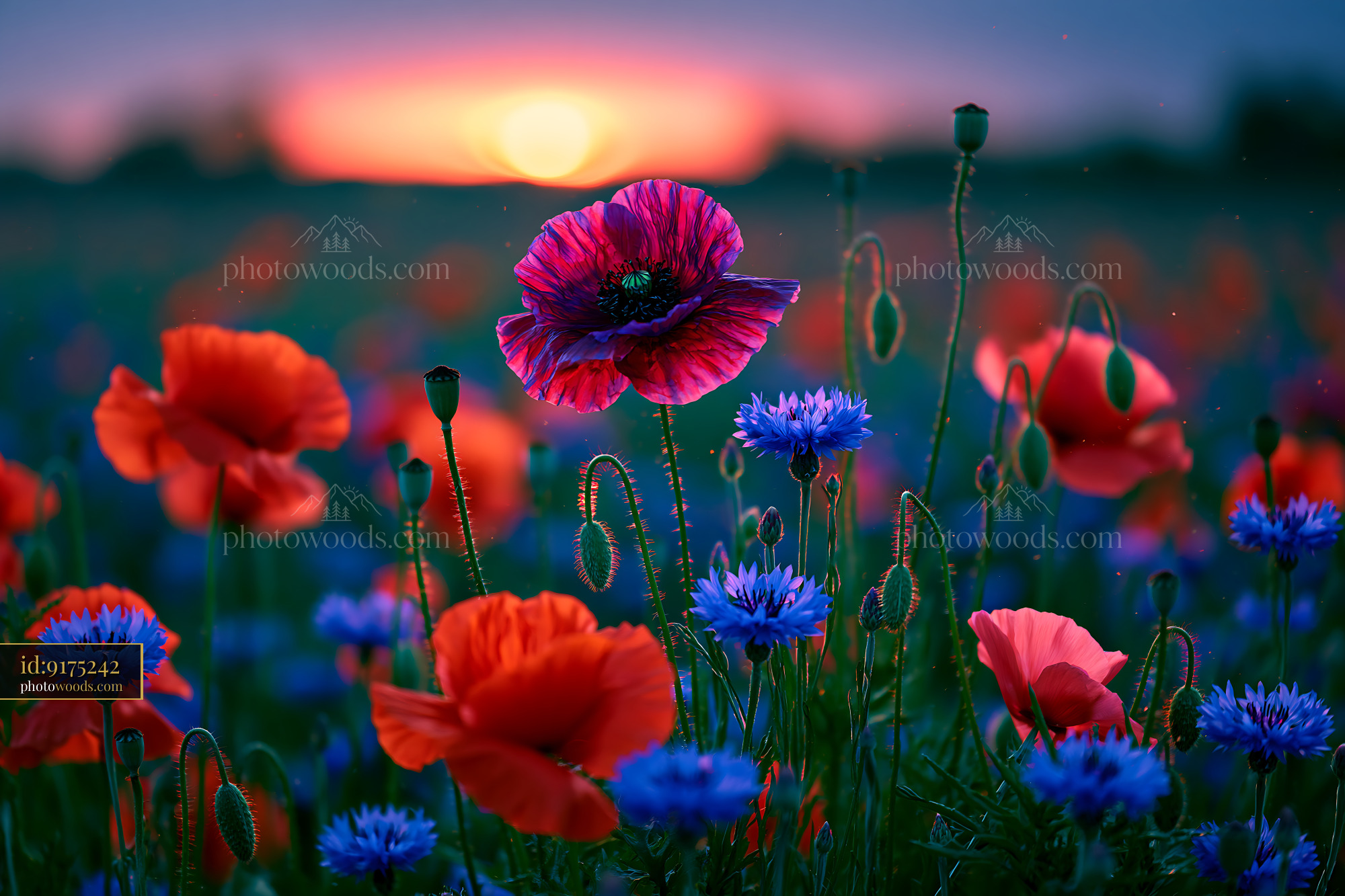 Wildflowers Bloom in a Field at Sunset With Vibrant Colors