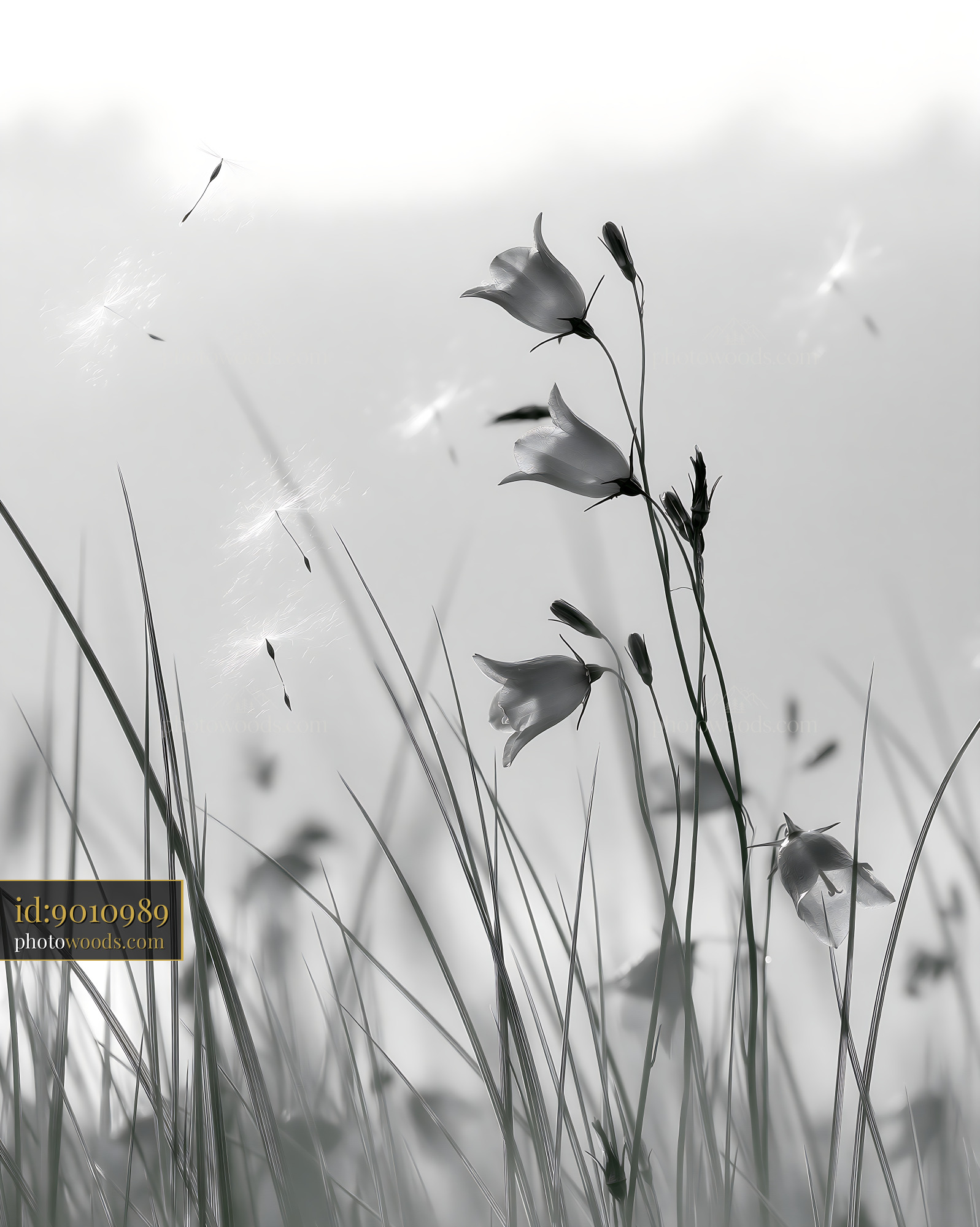 Forget-me-nots in a Grassy Field During Golden Hour