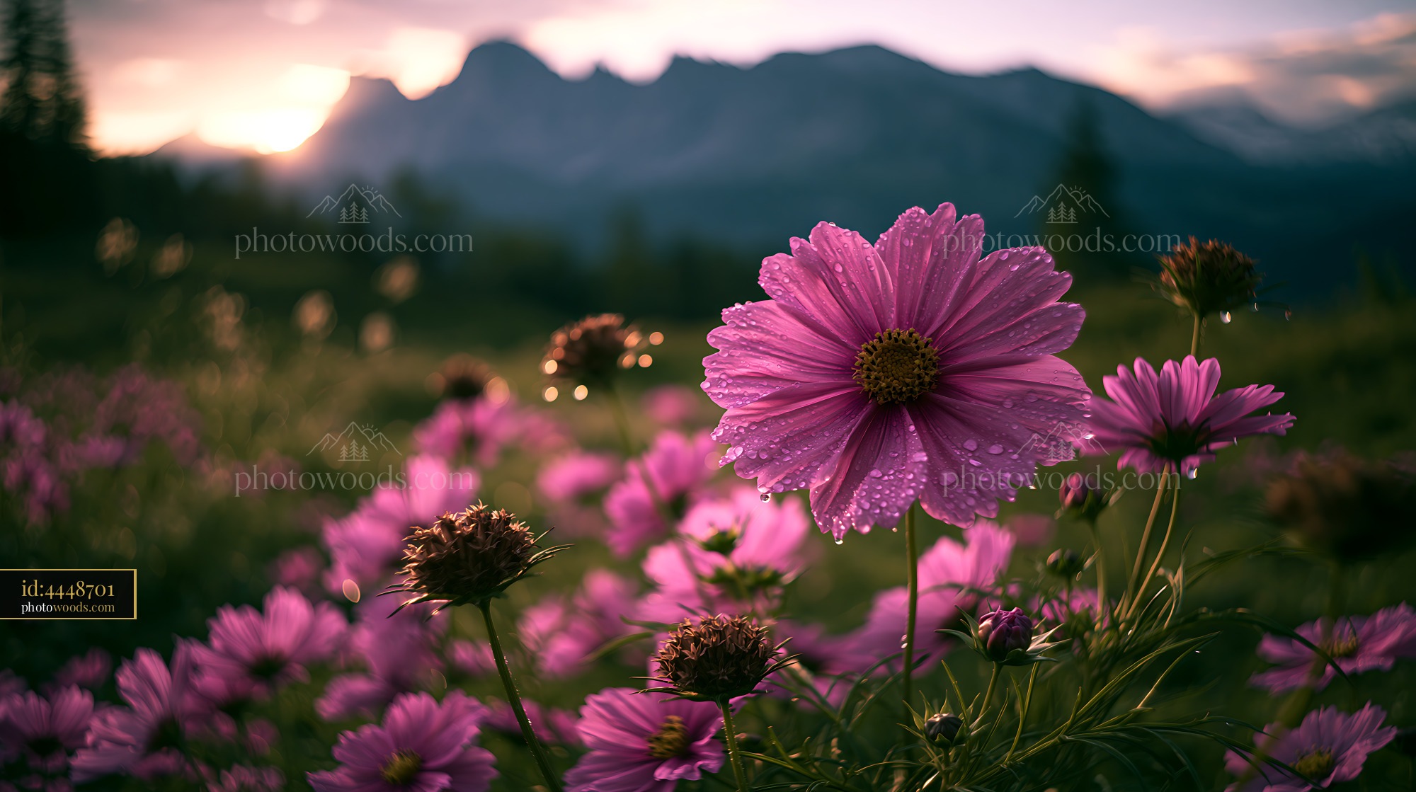 Cosmos Flower in Alpine Meadow at Golden Hour