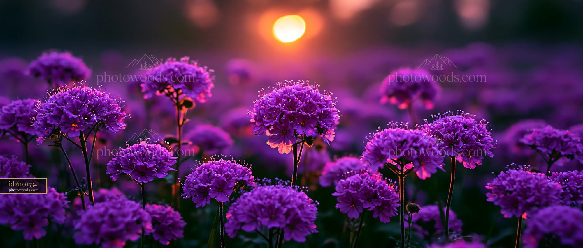 Purple Flowers Bloom Under Sunset With Soft Light in the Background
