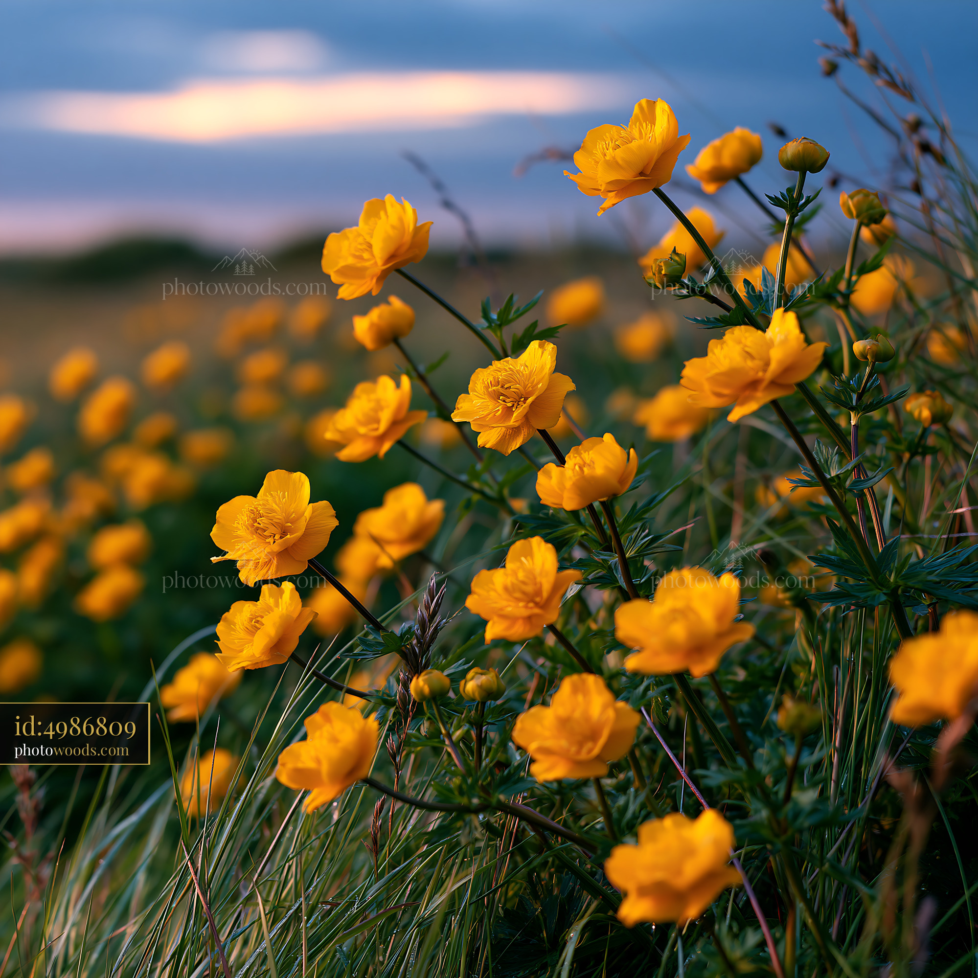 Globeflowers in Bloom at Sunset in a Wet Meadow