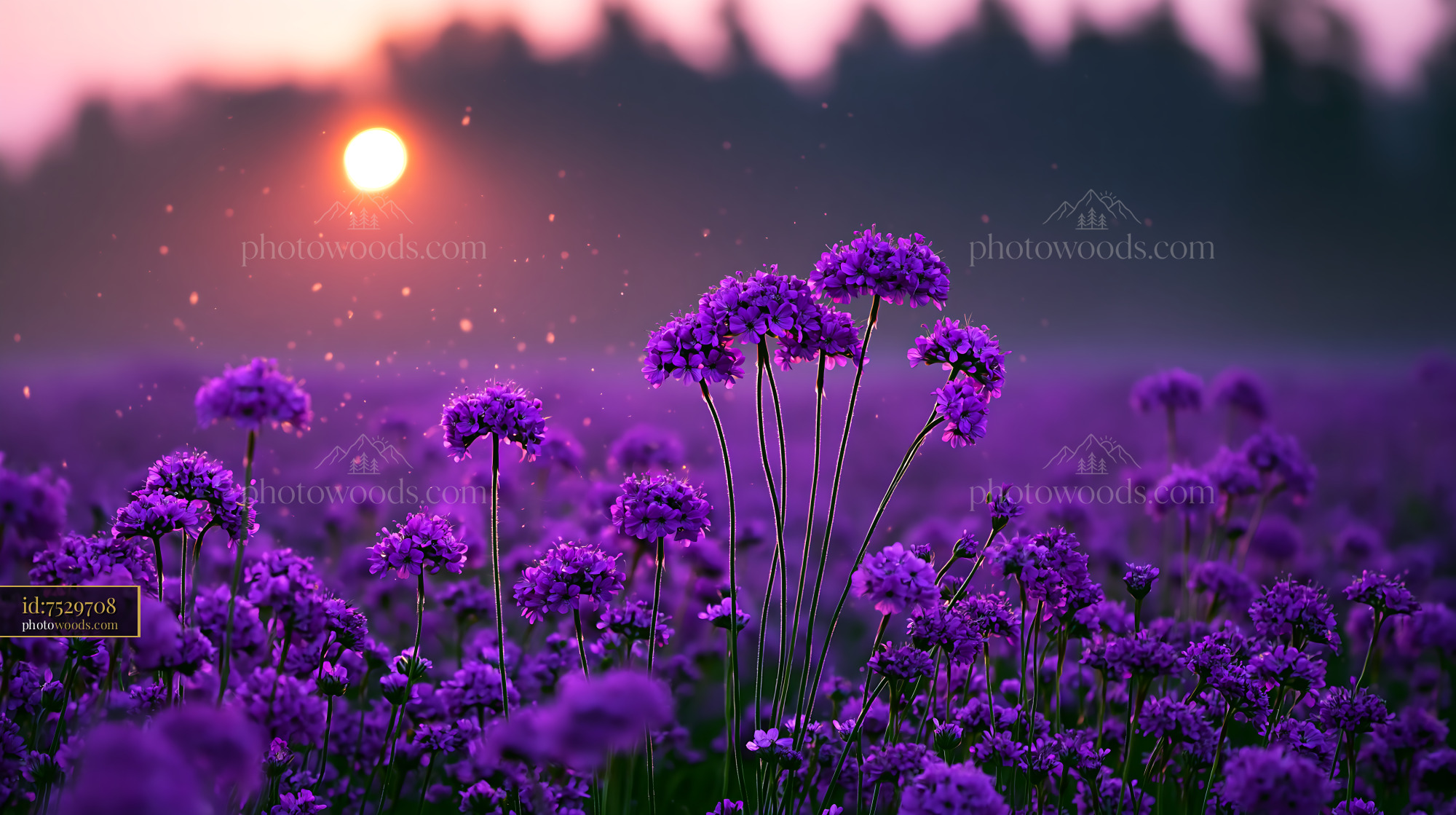 Purple Flowers Bloom in a Field at Sunset With Soft Light