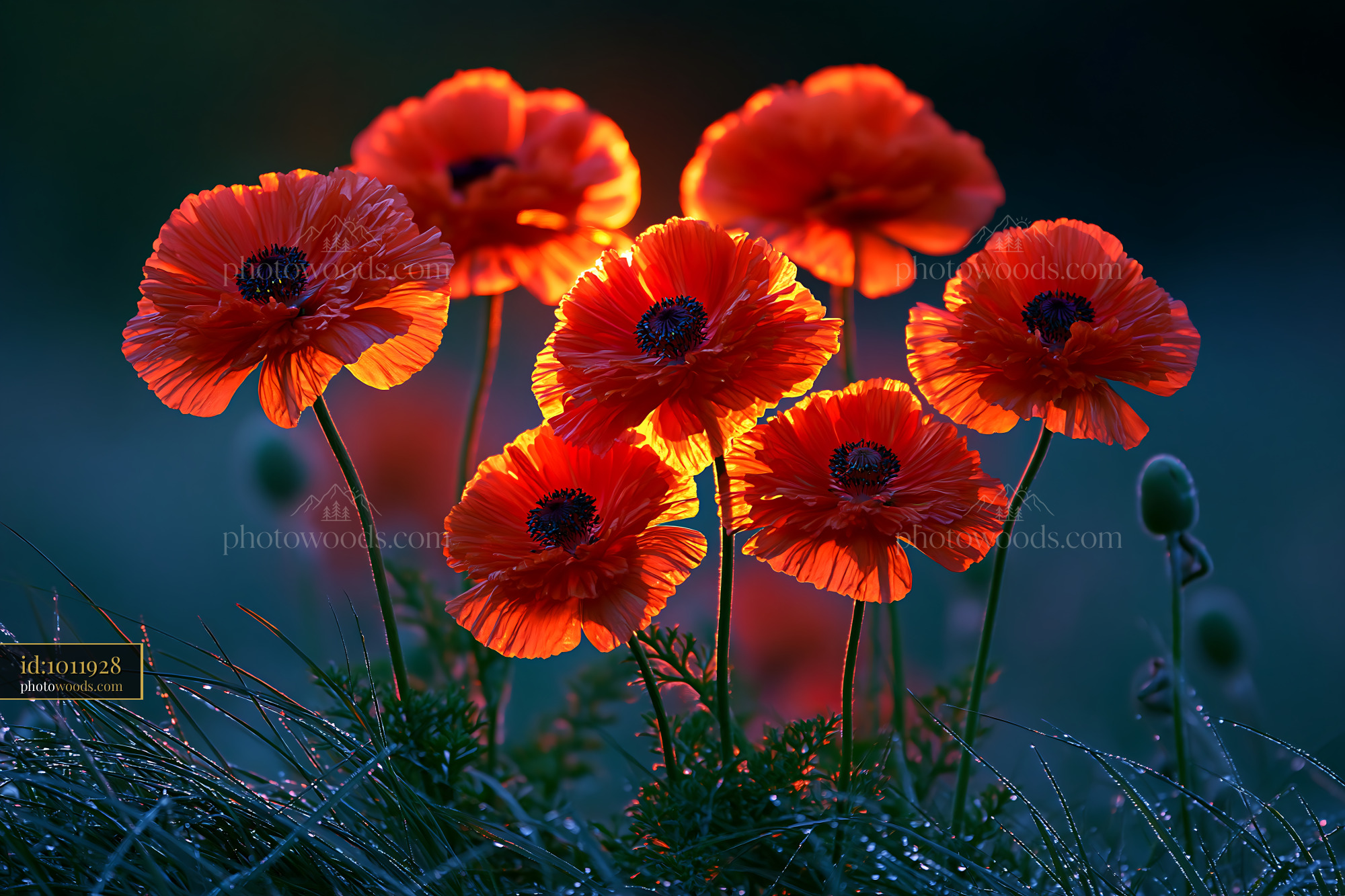 Red Poppies Glow in Sunlight Against a Dark Background