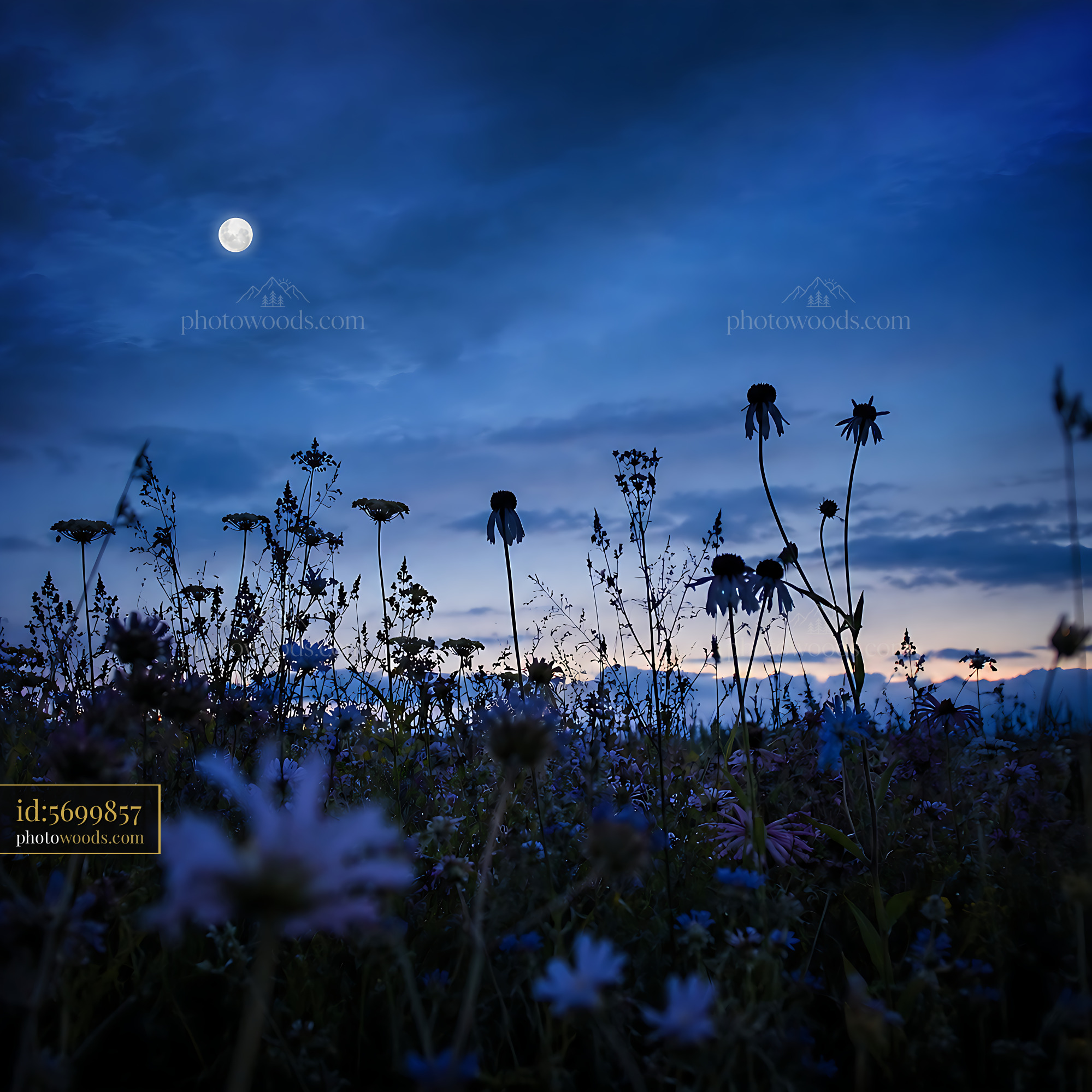 Wildflowers Bloom Under a Moonlit Sky in an Open Field