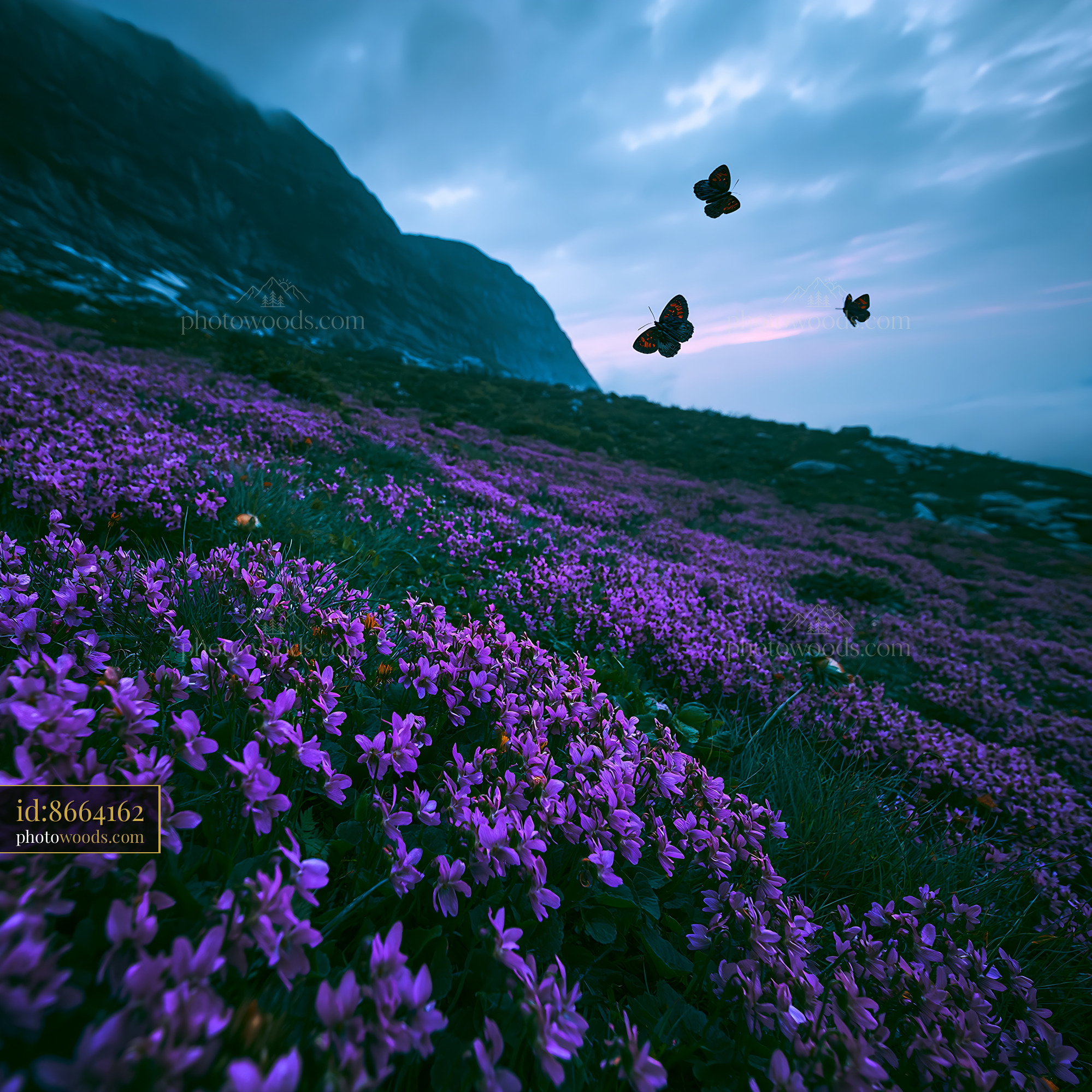 Violet Flowers Blooming in Meadow With Butterflies in the Evening