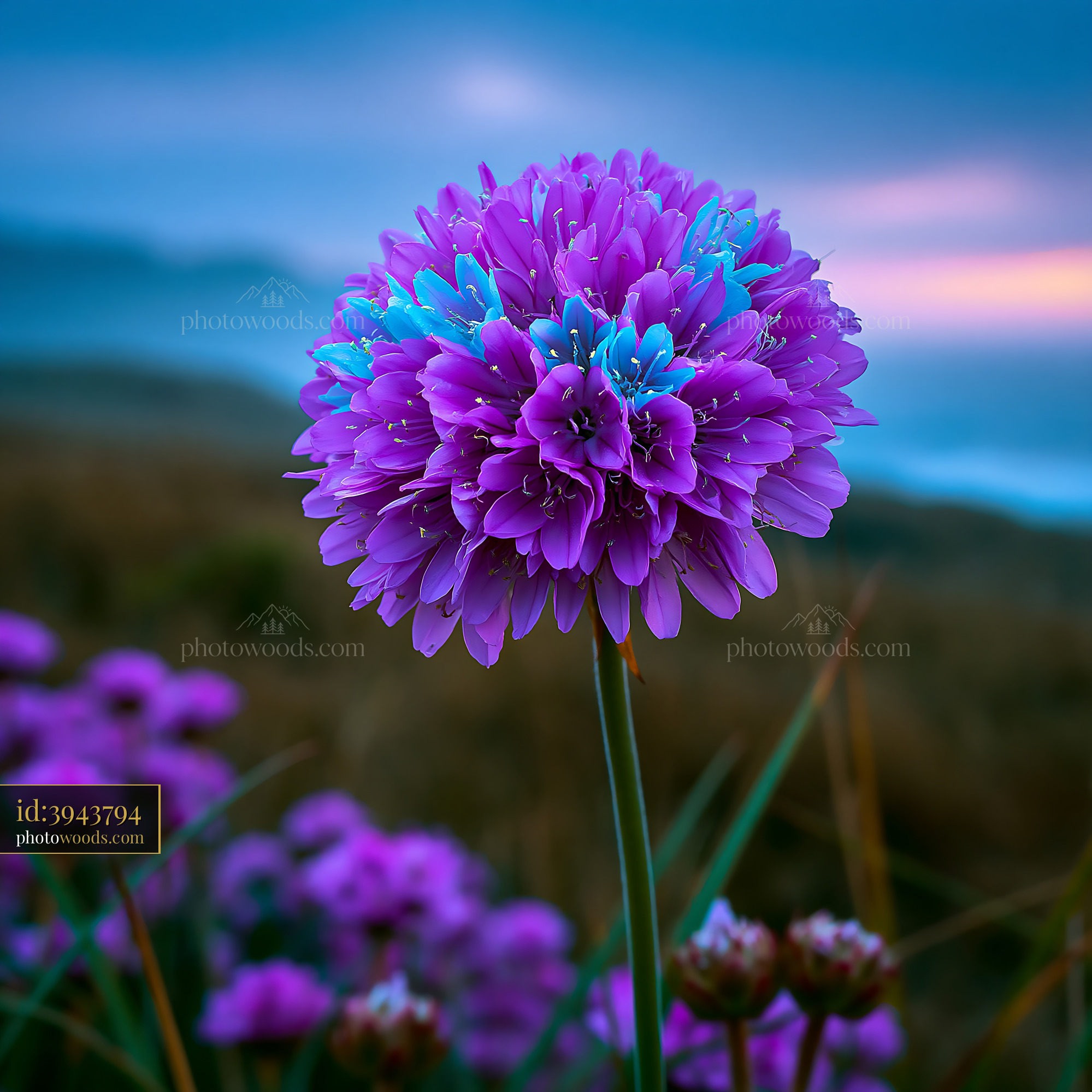 Purple Flower Blooms at Sunset Near Ocean in the Background