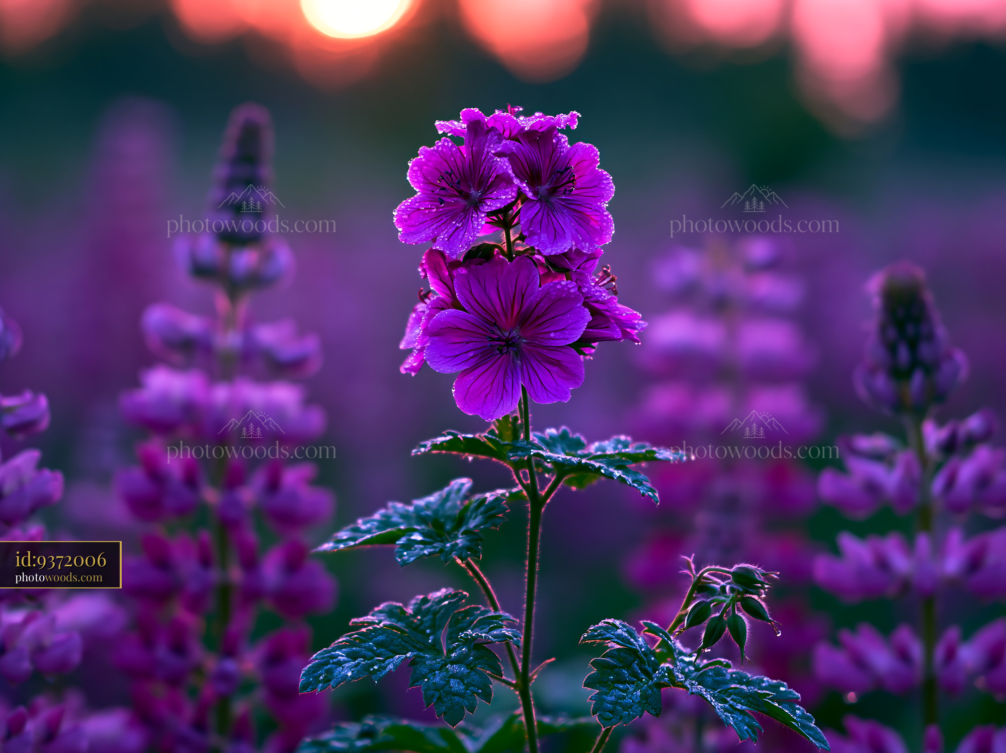 Purple Flowers Bloom in a Field During Sunset Light
