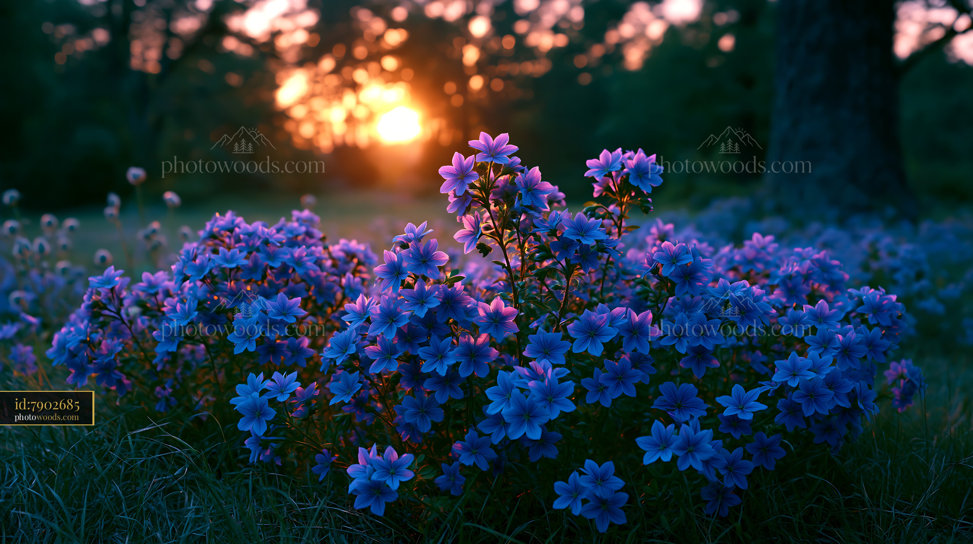 Flowers Bloom at Sunset in a Garden With Colorful Petals and Light