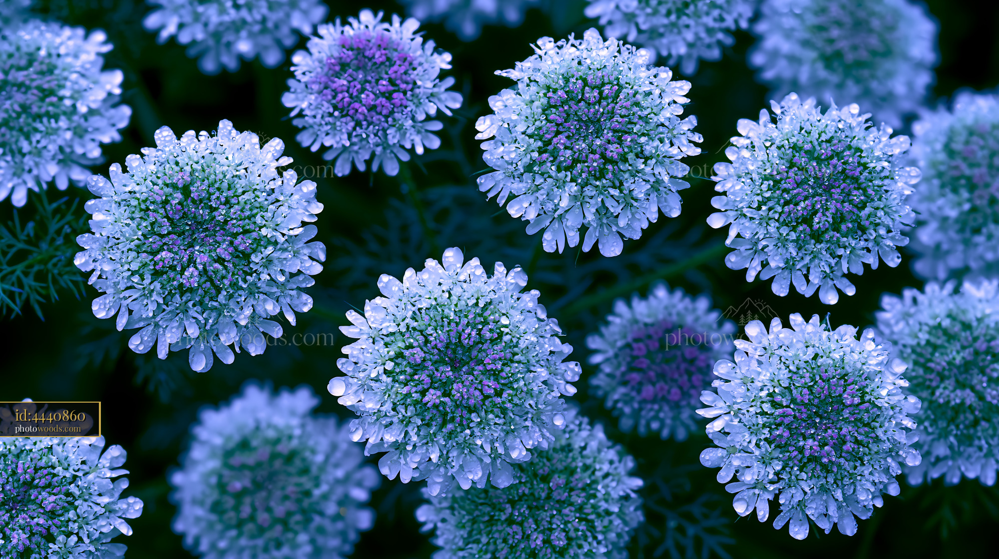 Wild Carrot Flowers Blooming in a Meadow With Morning Dew
