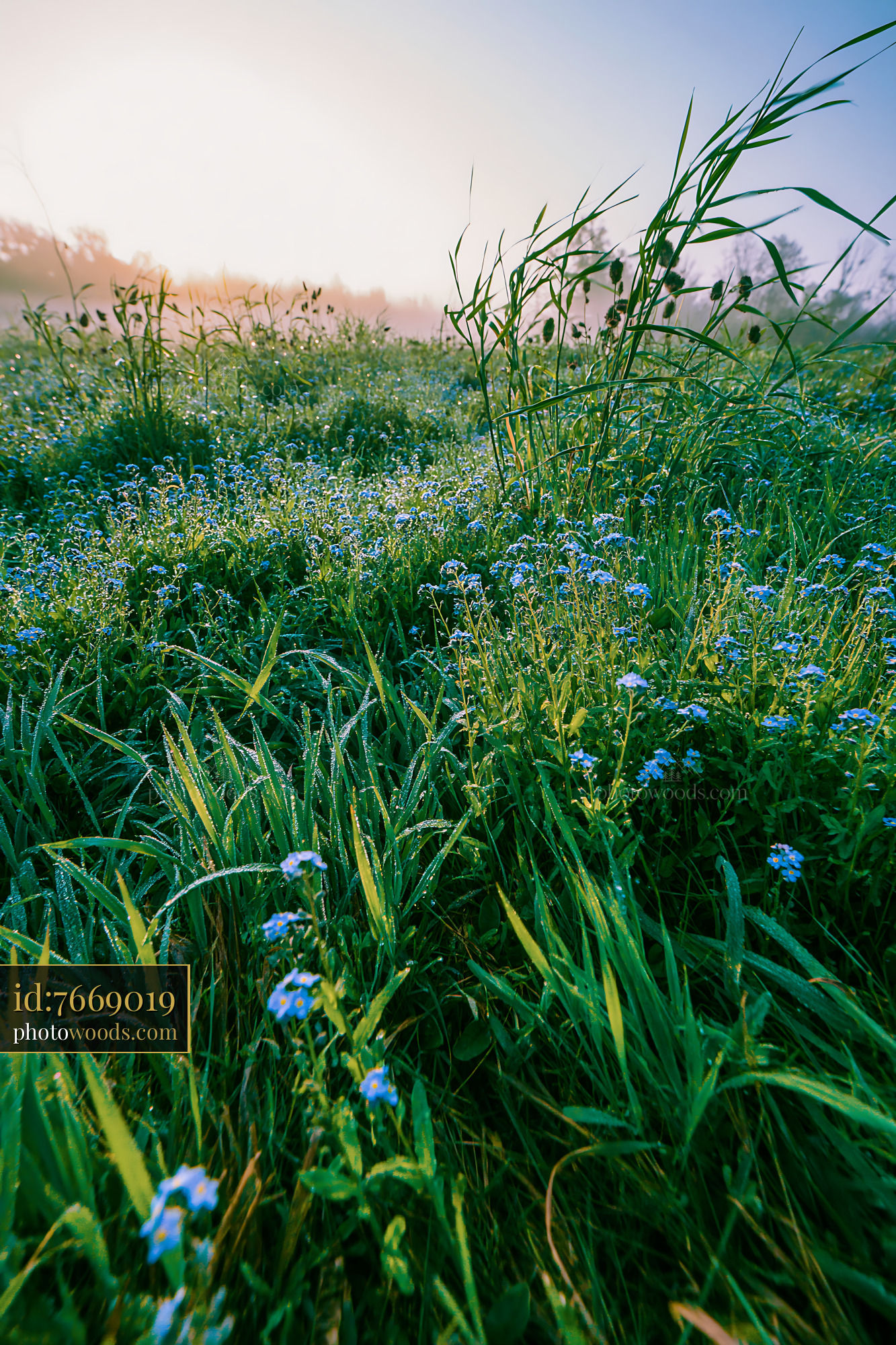 Forget-me-not Flowers in a Morning Meadow With Dew