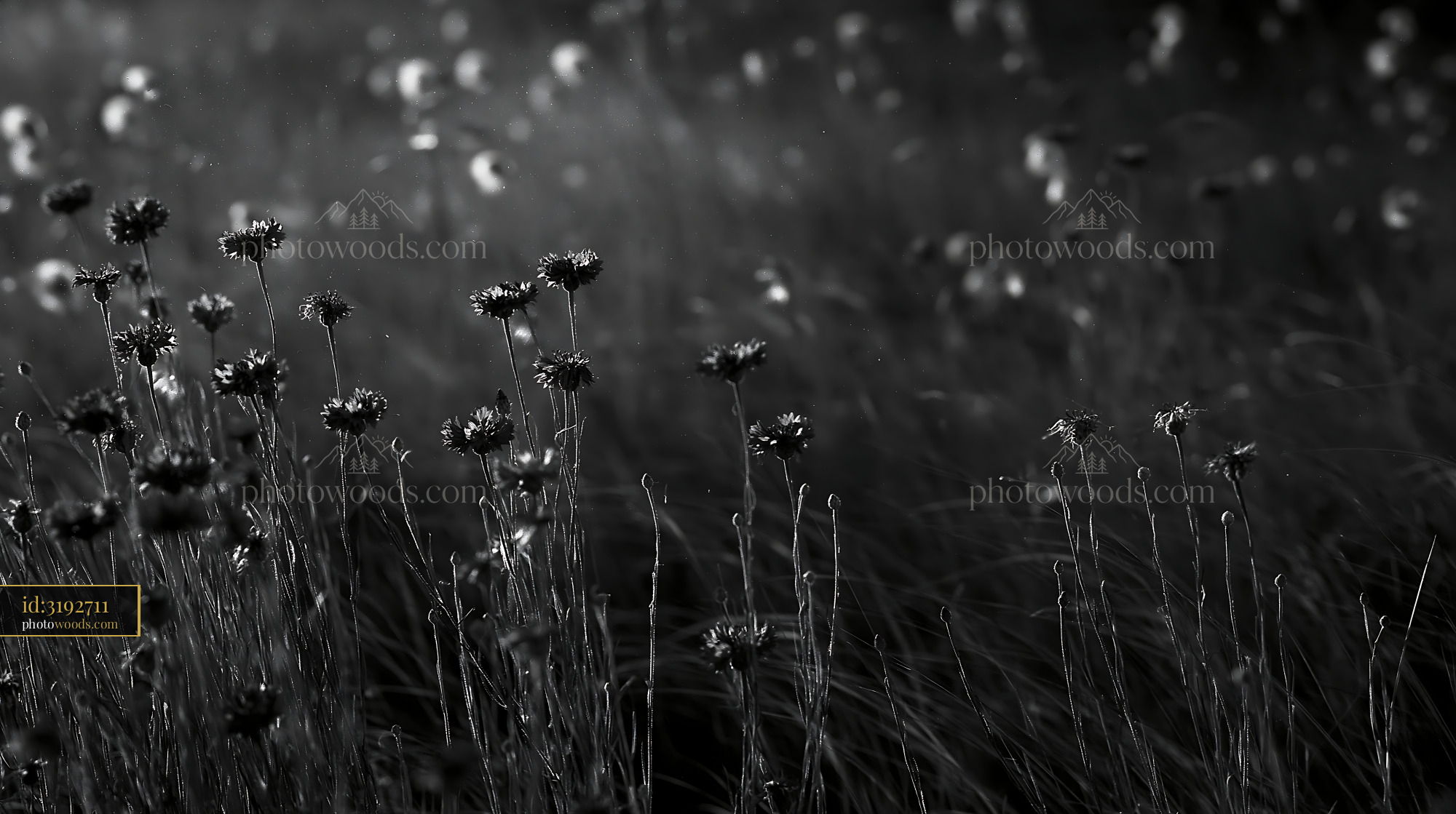 Cornflower Blooming in a Meadow During the Golden Hour