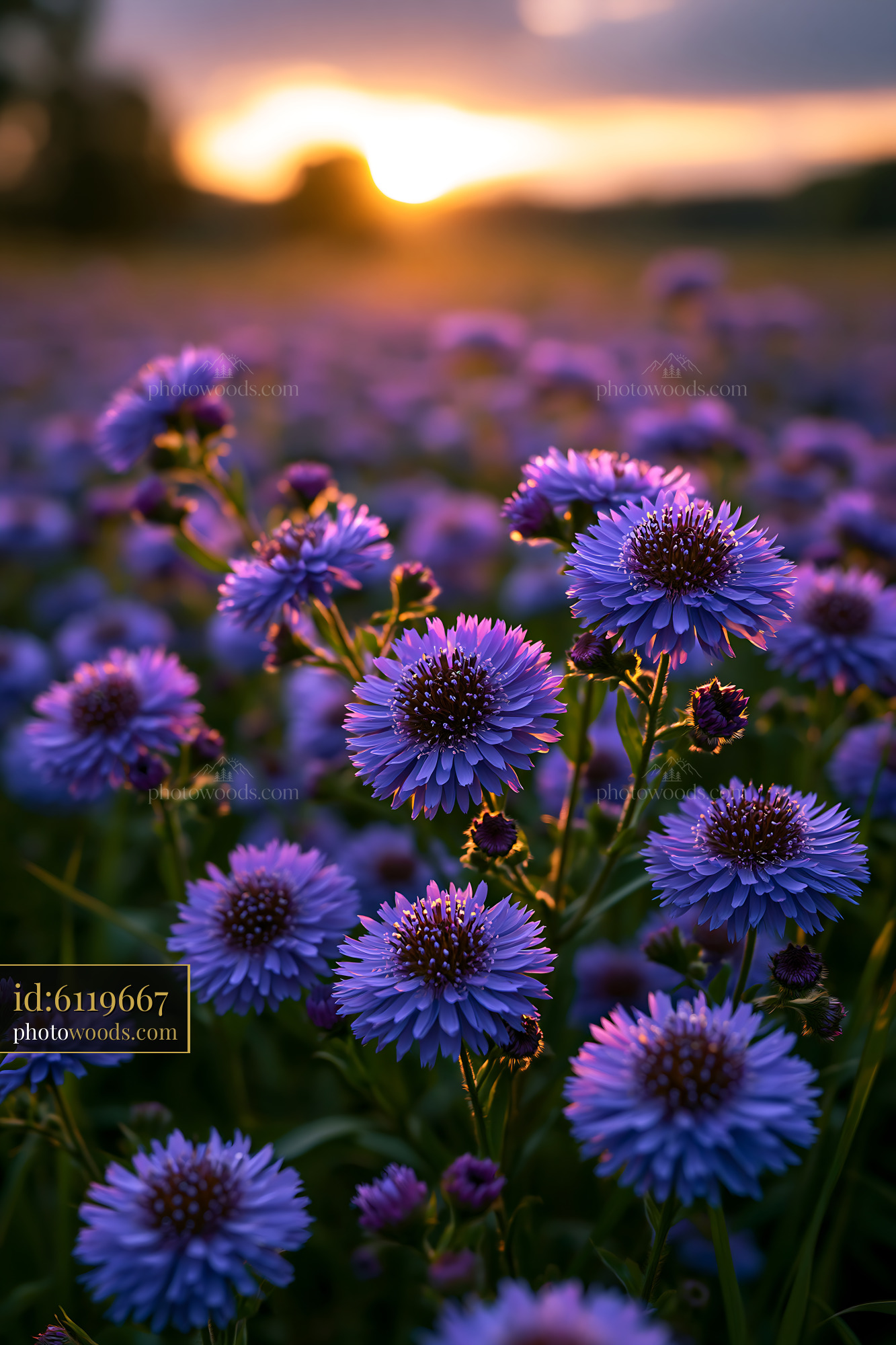 Purple Flowers Bloom Under the Warm Light of Sunset