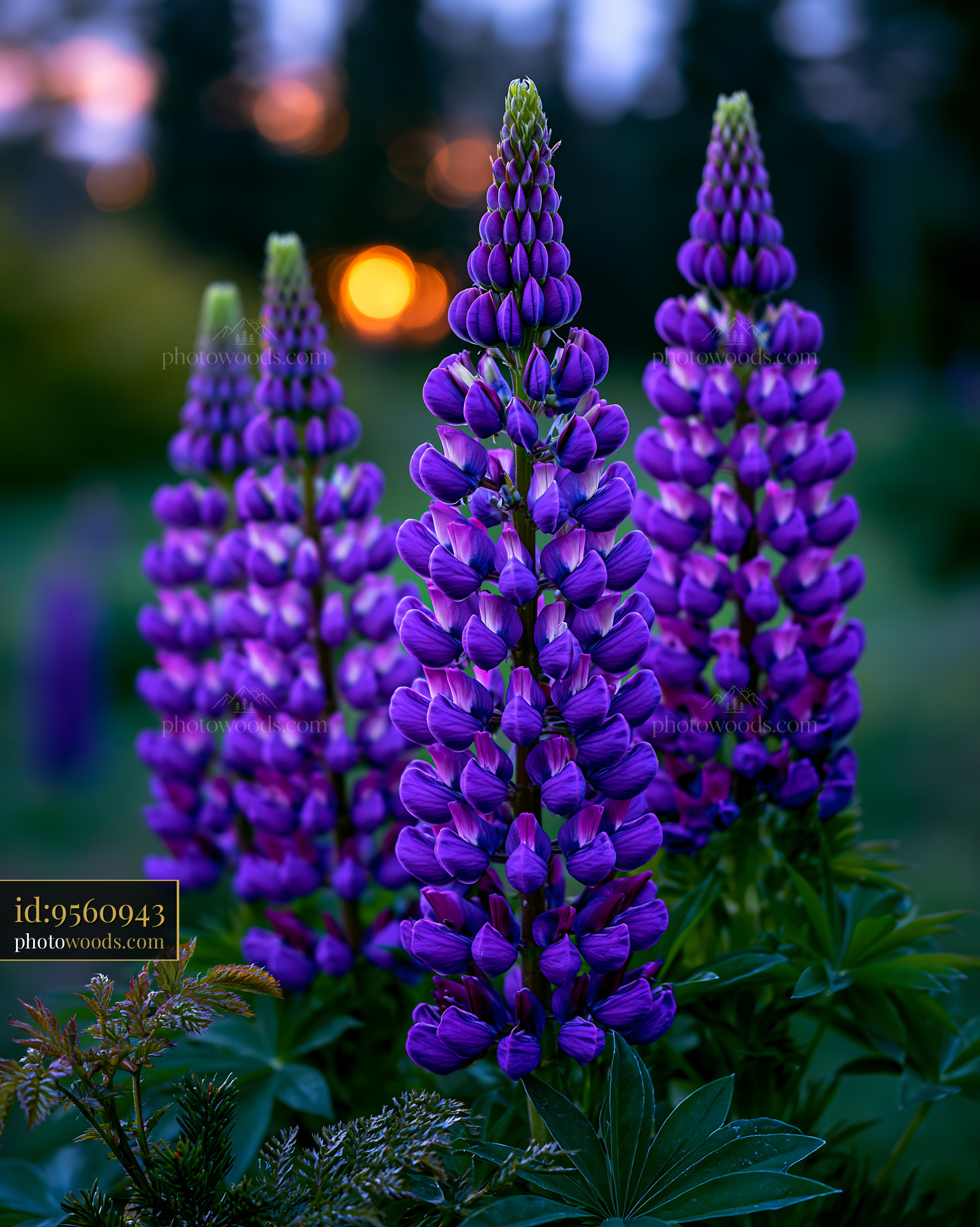 Purple Flowers Grow Tall in the Garden at Sunset Glow