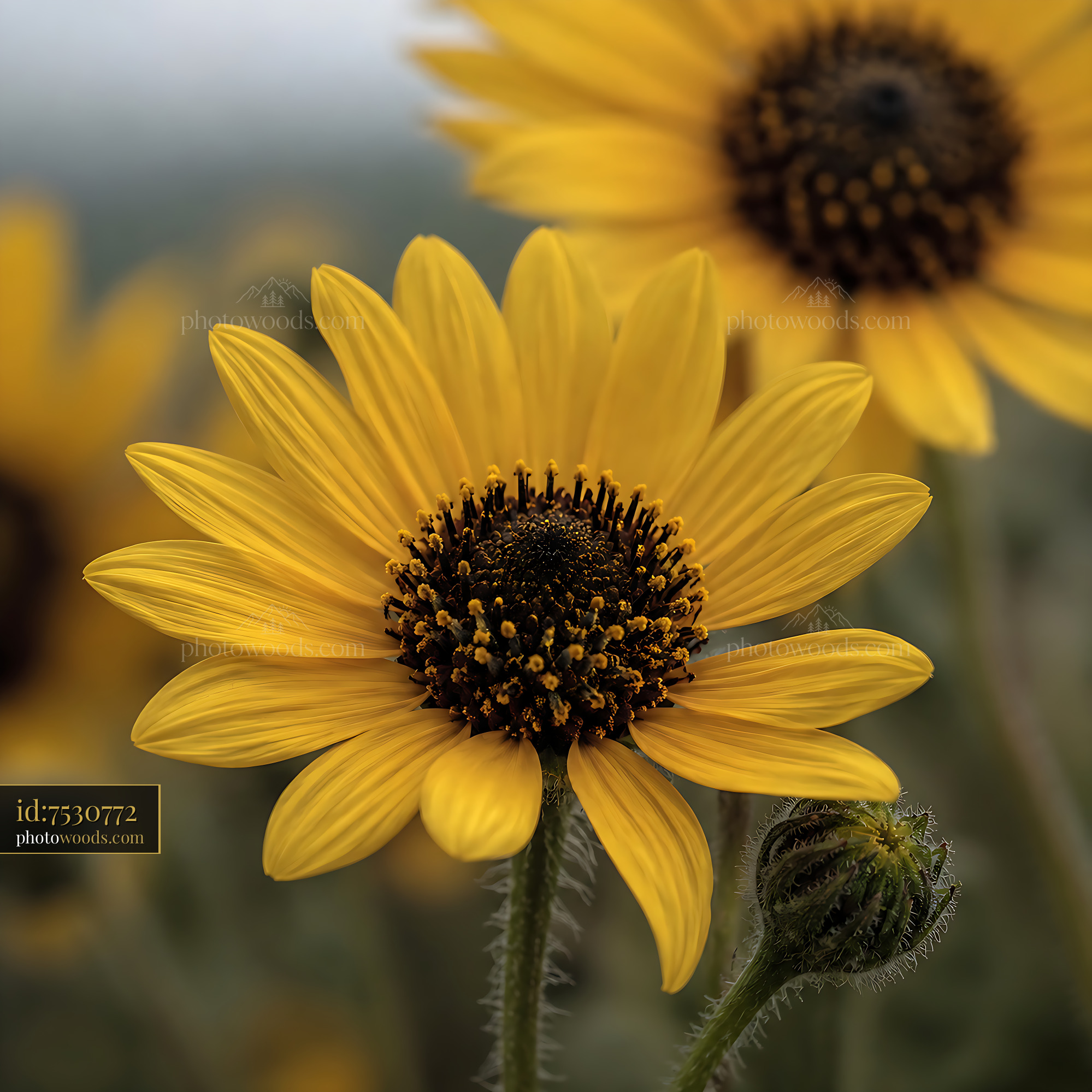 Sunflower Blooms in a Field During Early Morning Light
