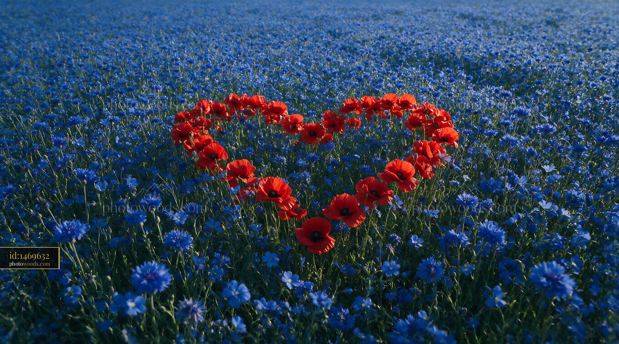 Poppy Heart Shape in Blue Wildflower Meadow During Spring