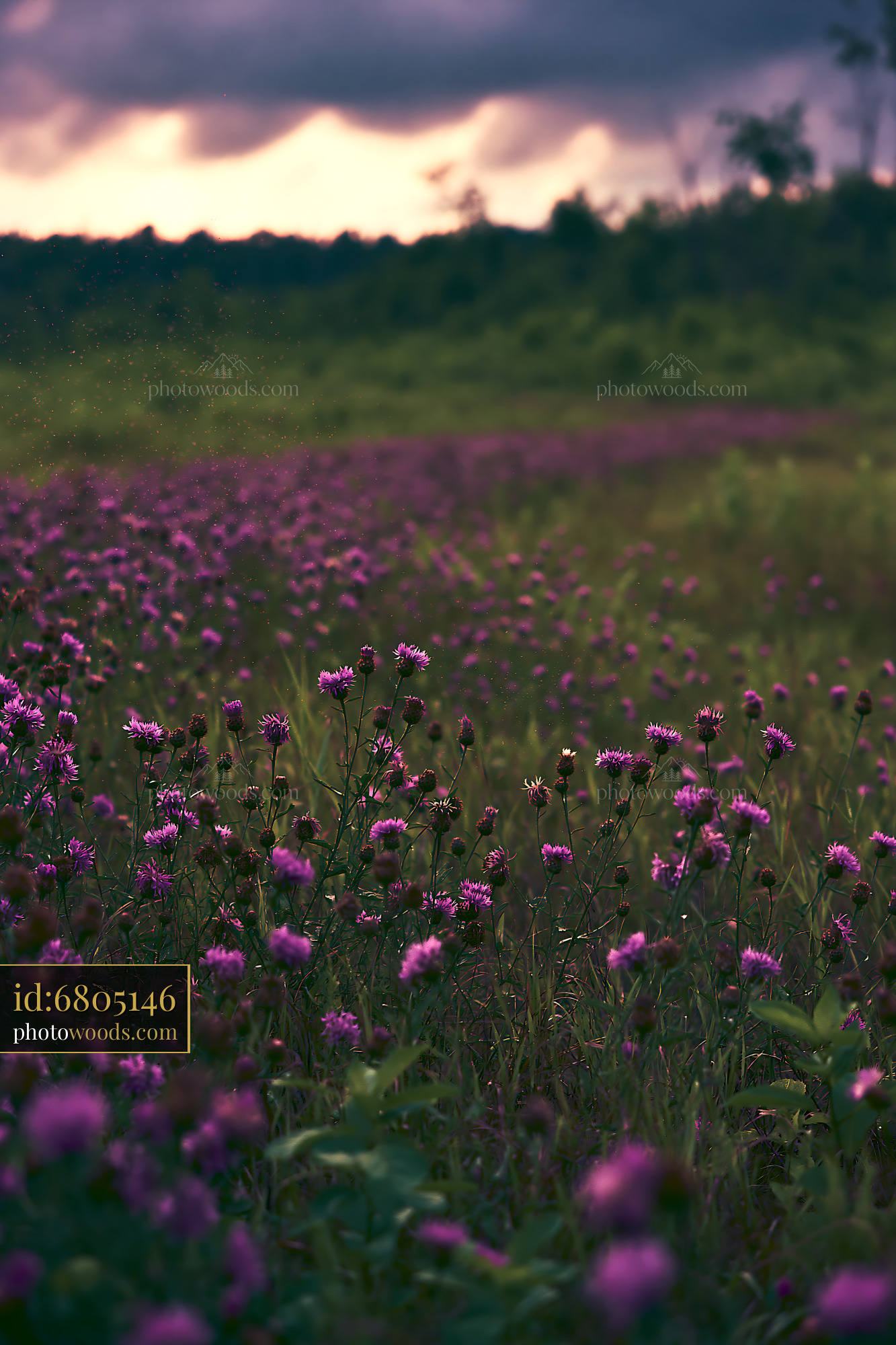Knapweed Blooms in a Meadow During Golden Hour