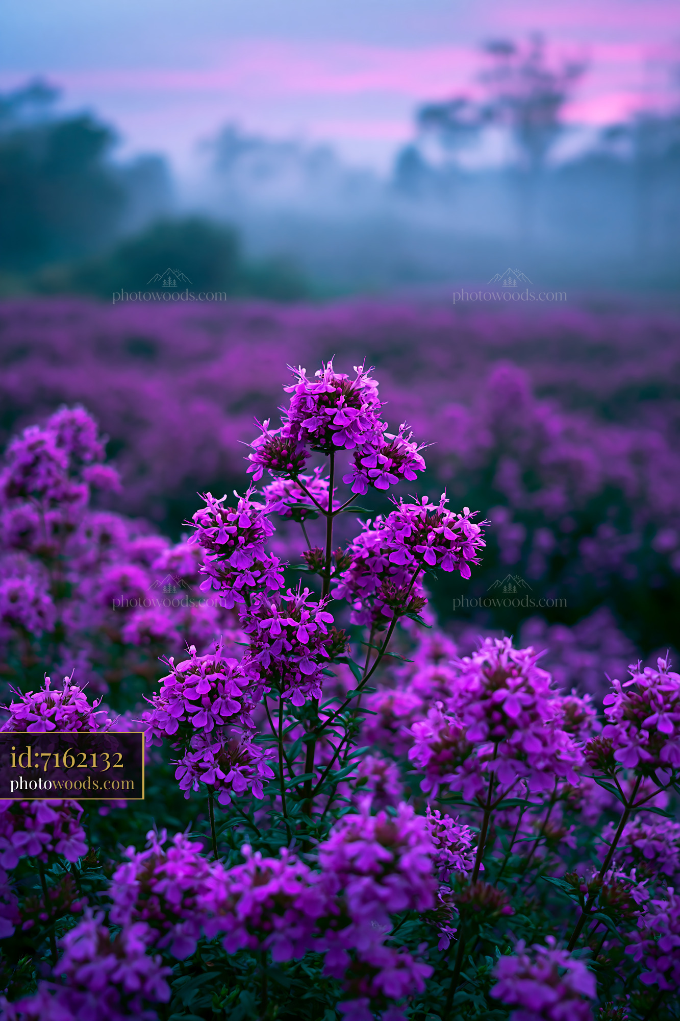 Purple Flowers Bloom in a Field During Twilight Hours