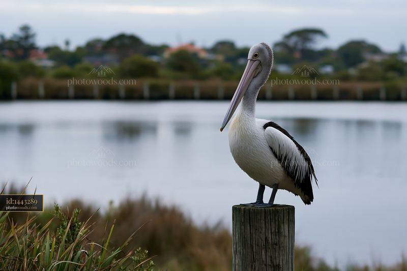 Australian pelican perched beside a coastal lagoon