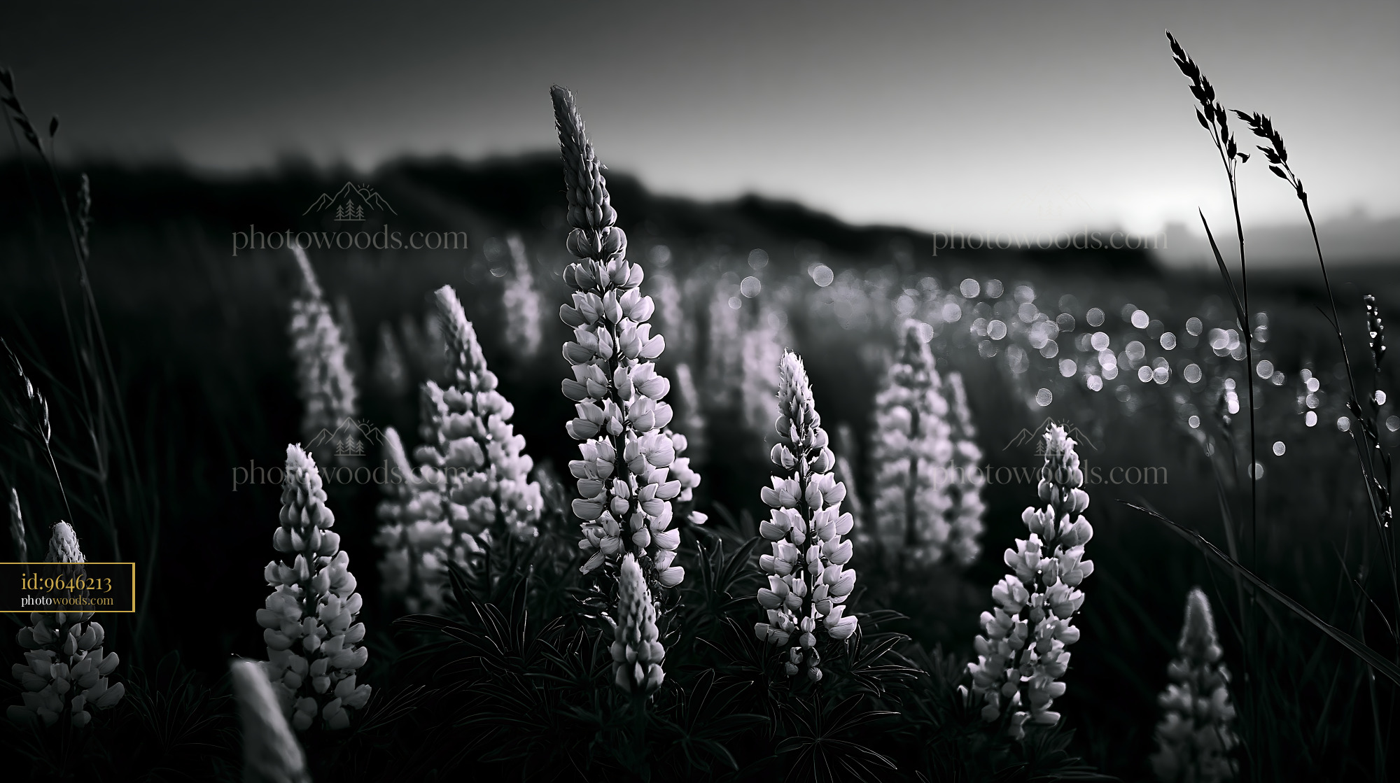 White Lupine Flowers in a Meadow During Spring