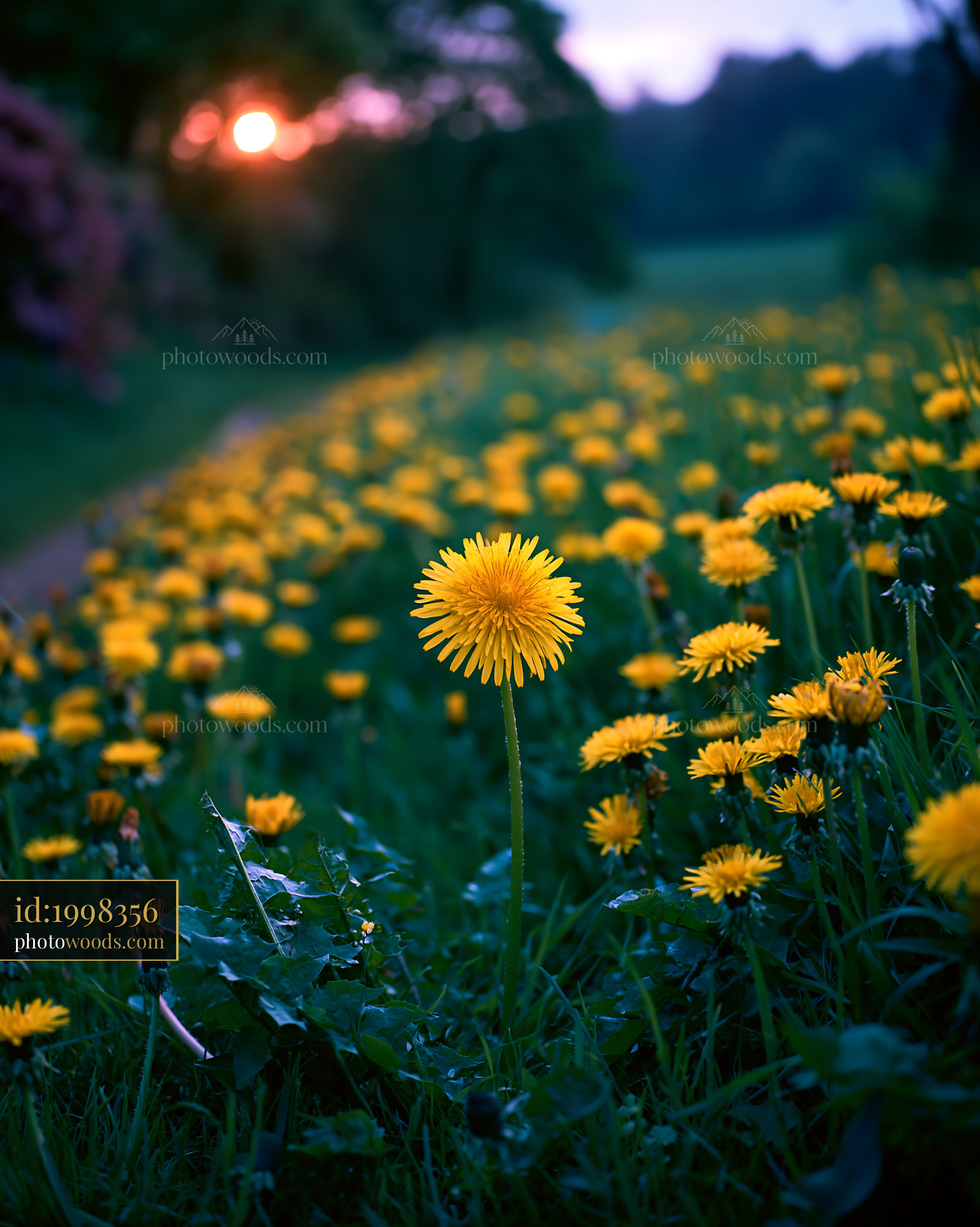 Dandelions Blooming in a Meadow at Sunset