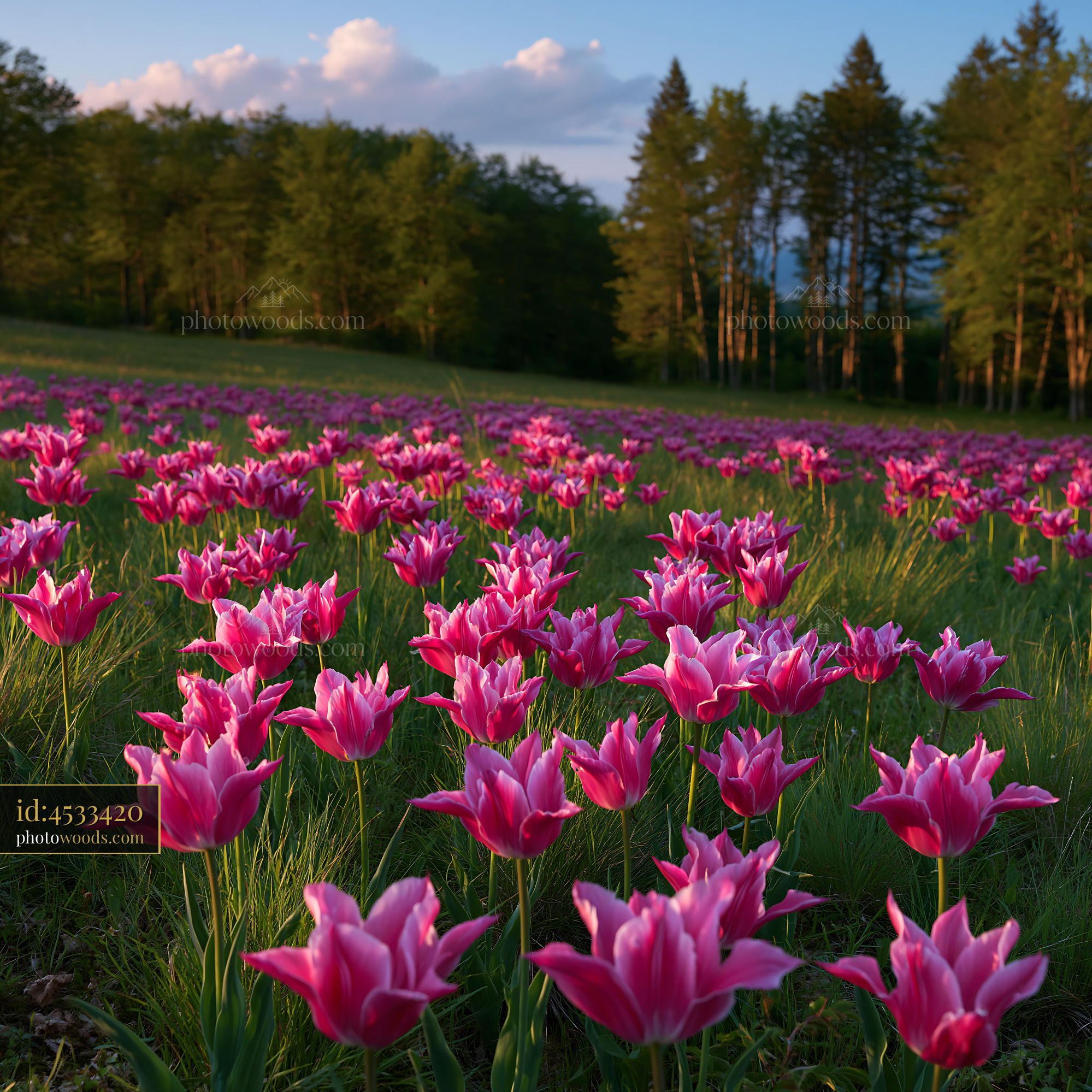 Wild Tulips in Bloom at Sunset in a Steppe Landscape