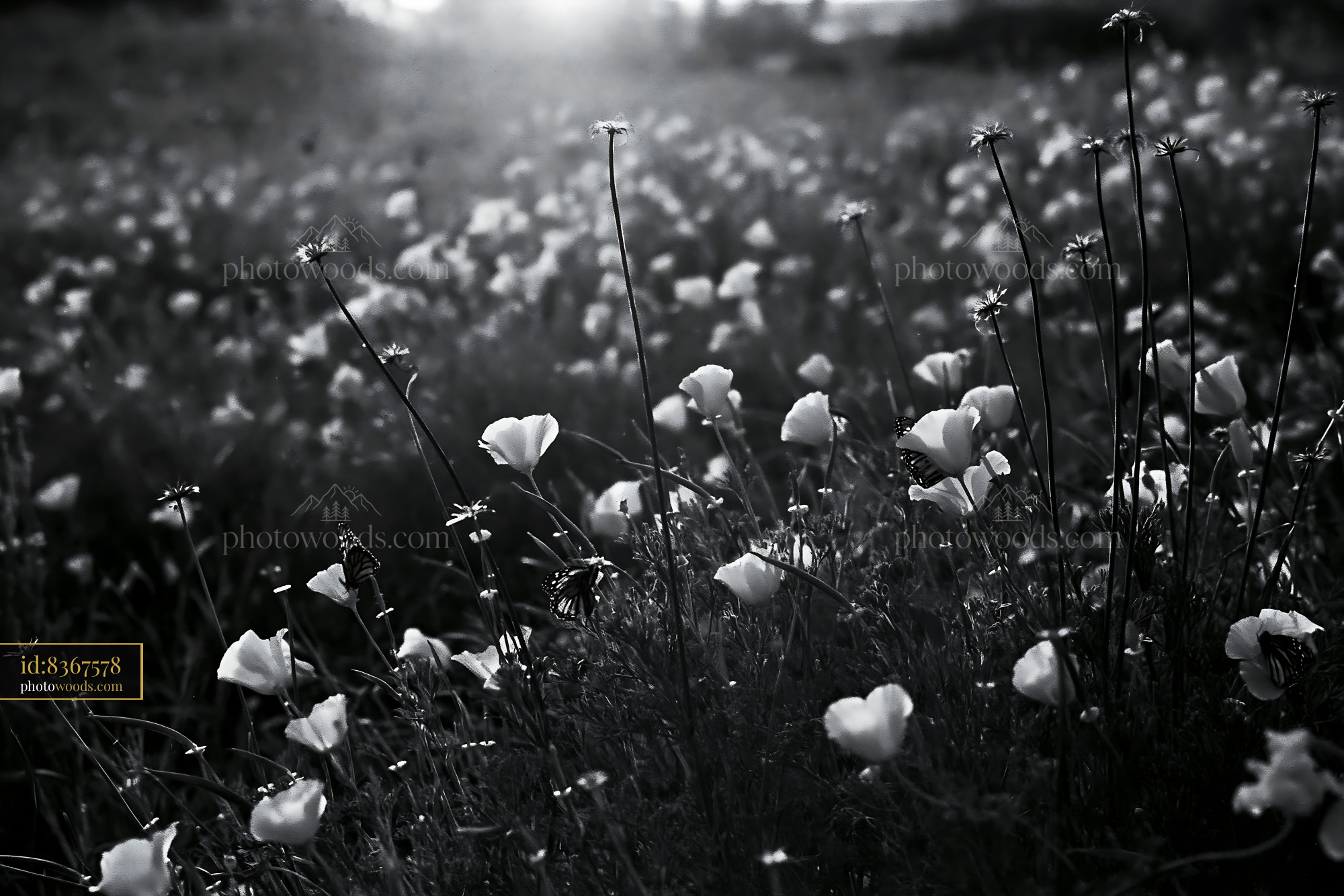 California Poppy Bloom Near Meadow at Sunrise
