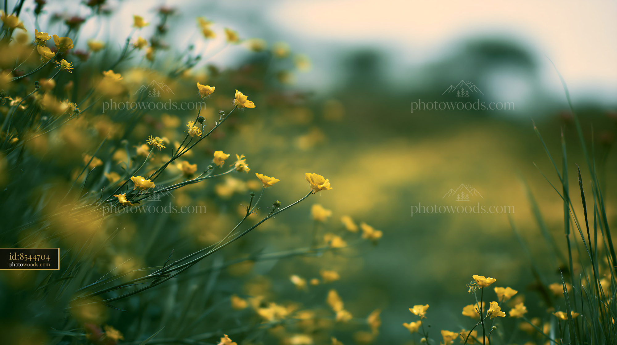 Buttercup Wildflowers Blooming in a Sunny Meadow