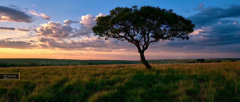Lone tree in grassland beneath a dramatic sunset sky