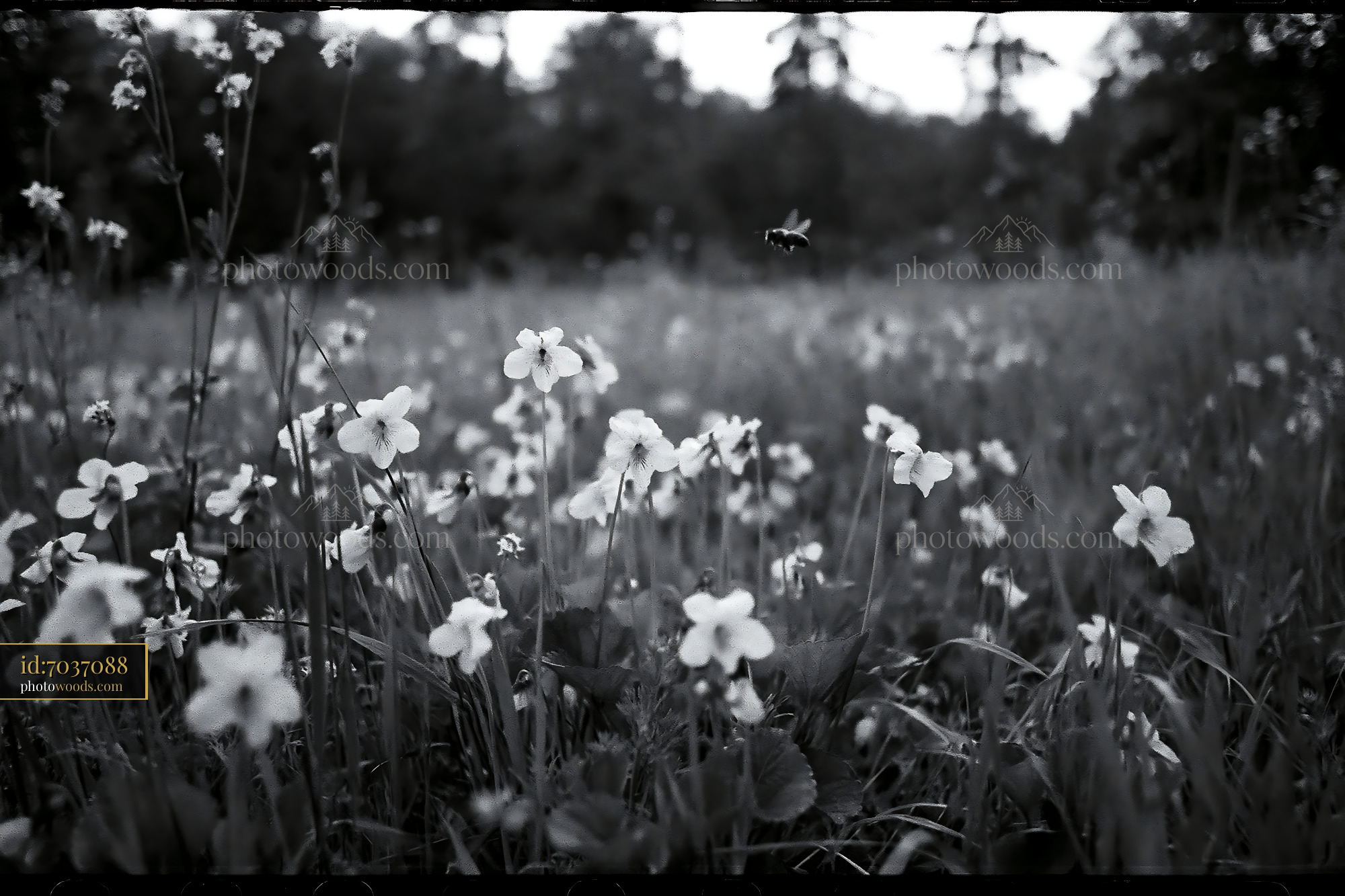 Violet Wildflowers Blooming in a Meadow During Springtime