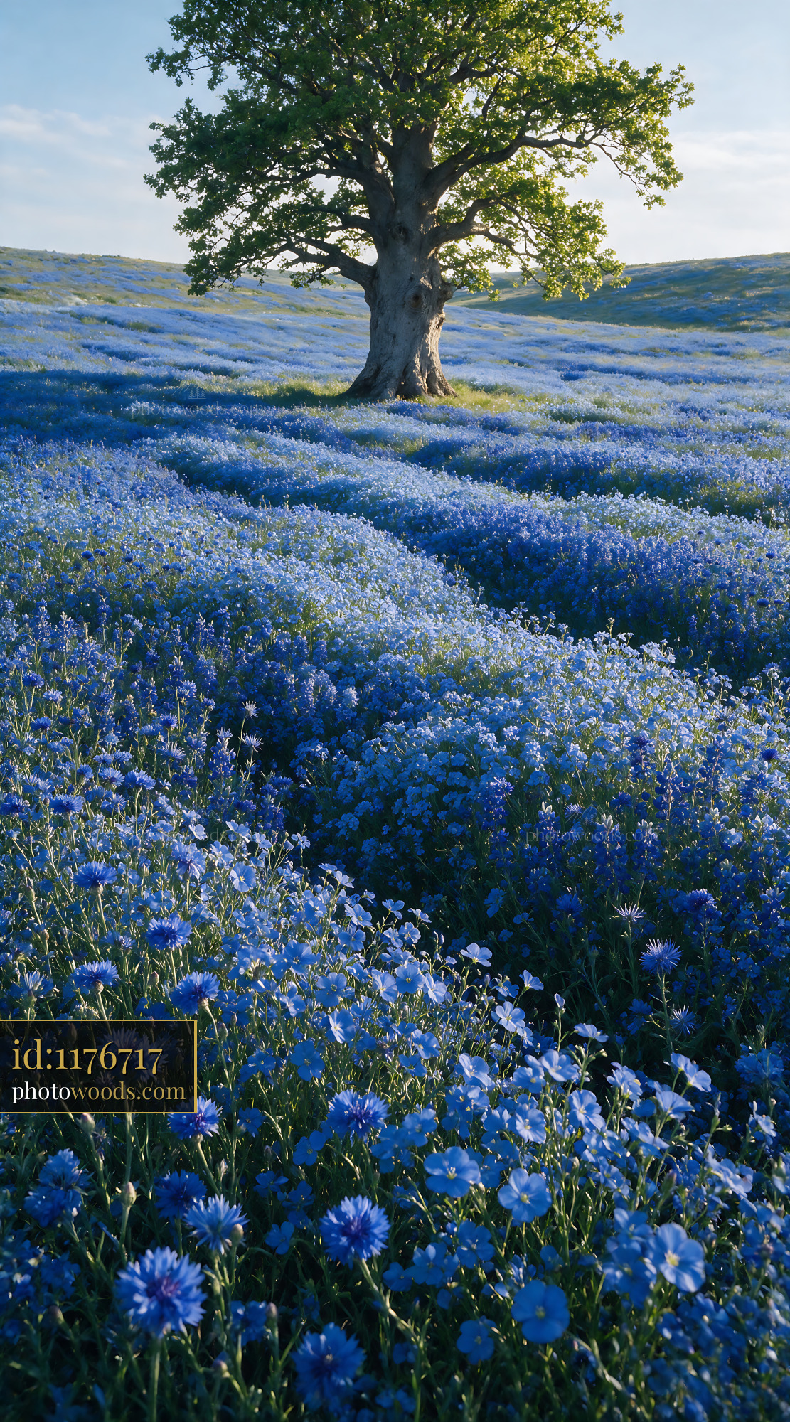 Forget-me-not Blooms in Blue Meadow With Single Tree