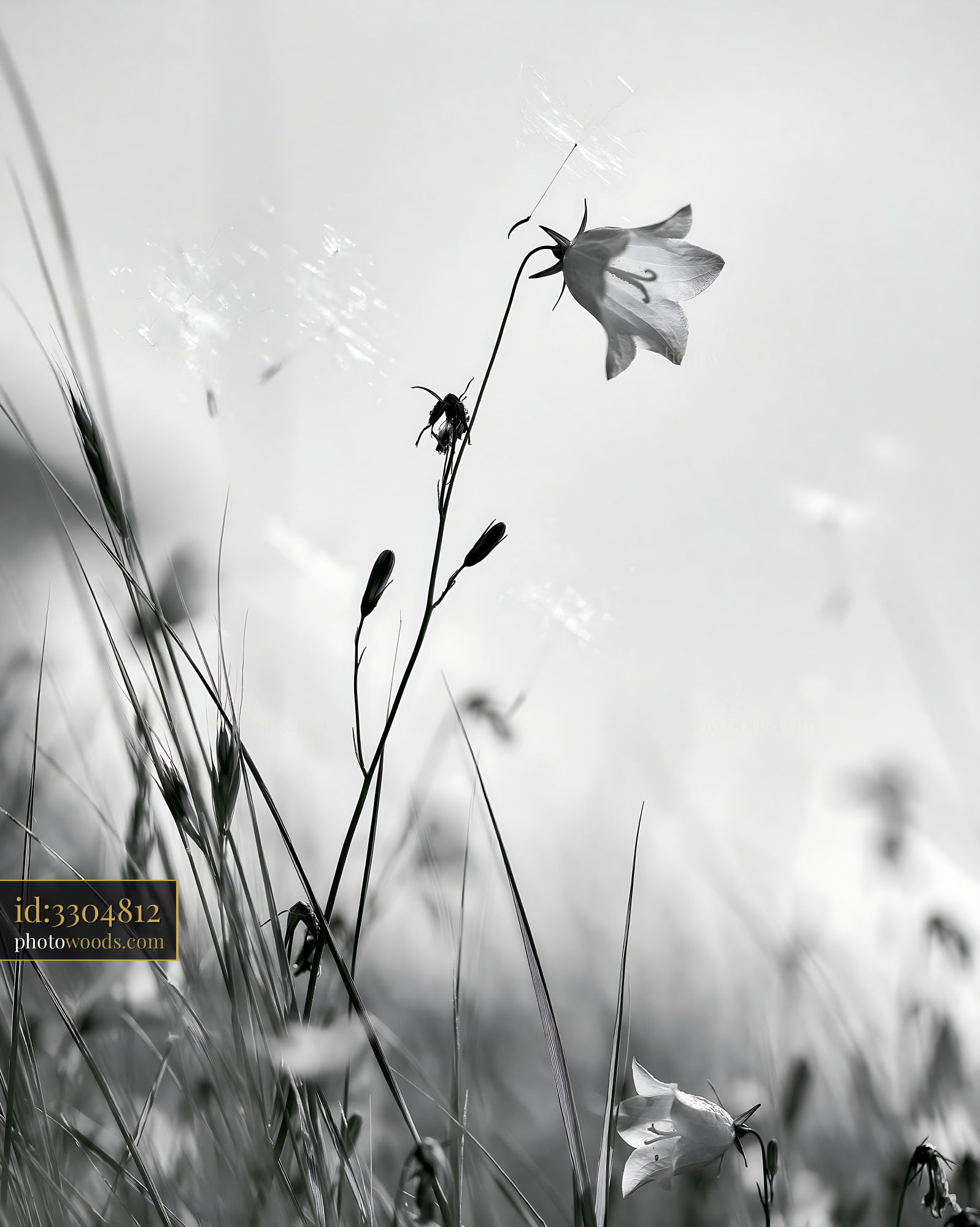 Harebell Blooming in a Meadow During Springtime