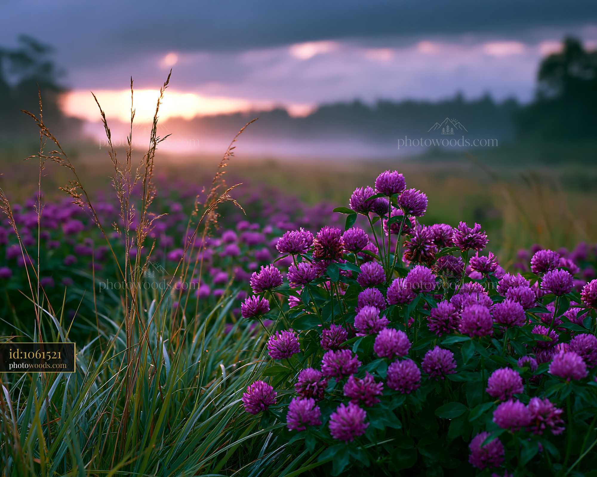 Clover Blooming at Meadow During Golden Hour in Springtime