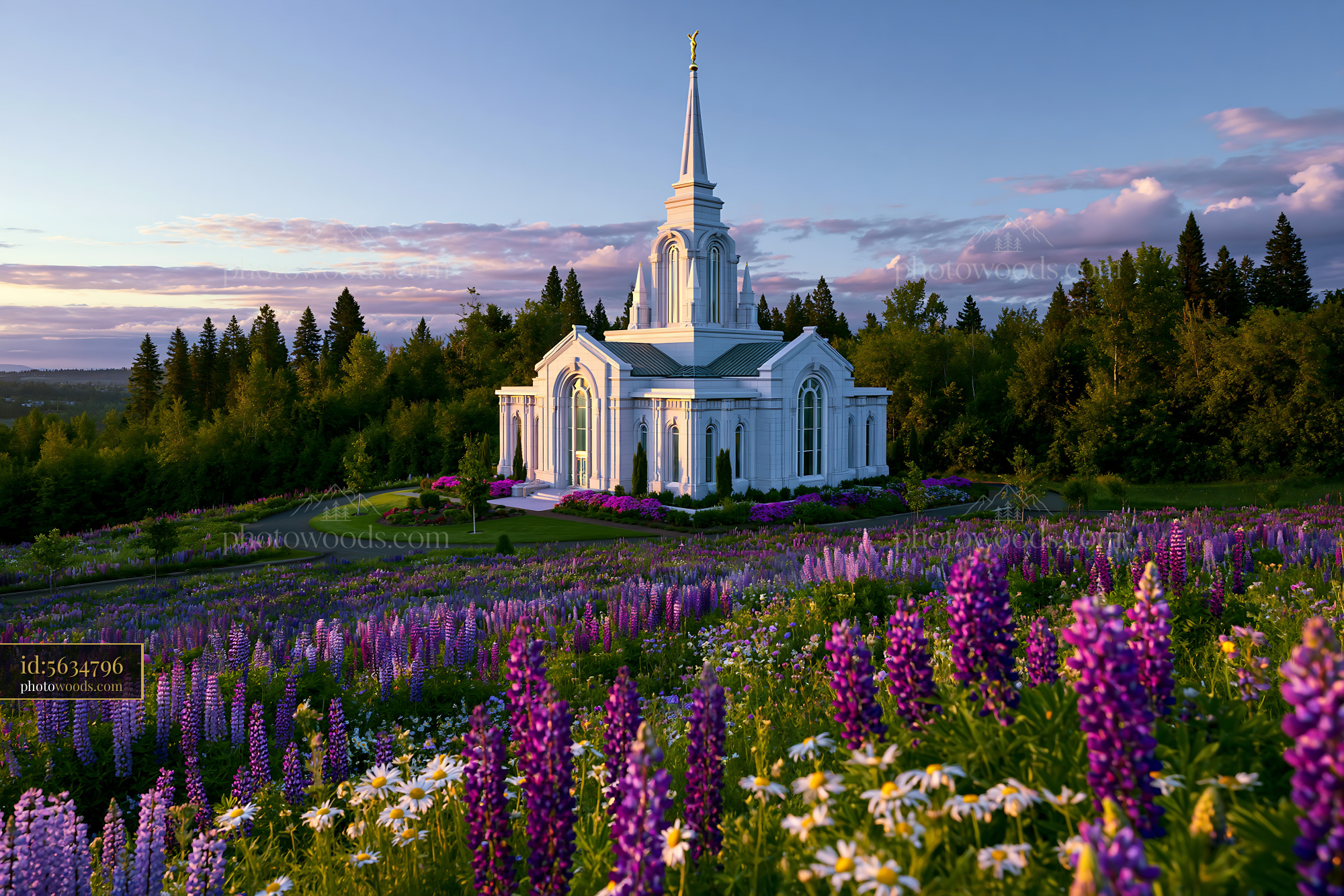 Lupines Blooming Near a White Church in Nature at Sunset