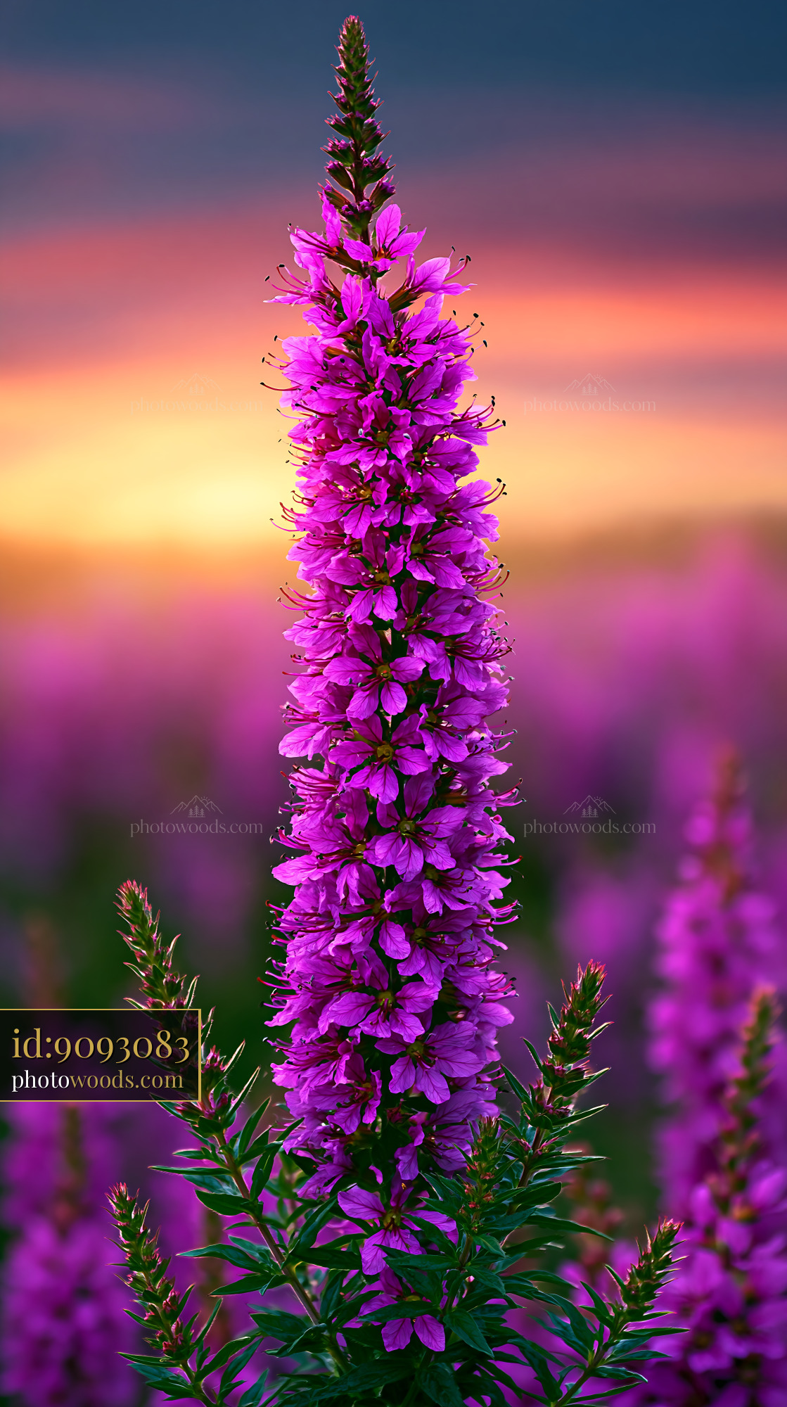 Flower Blooms in a Field During Sunset With Colorful Sky