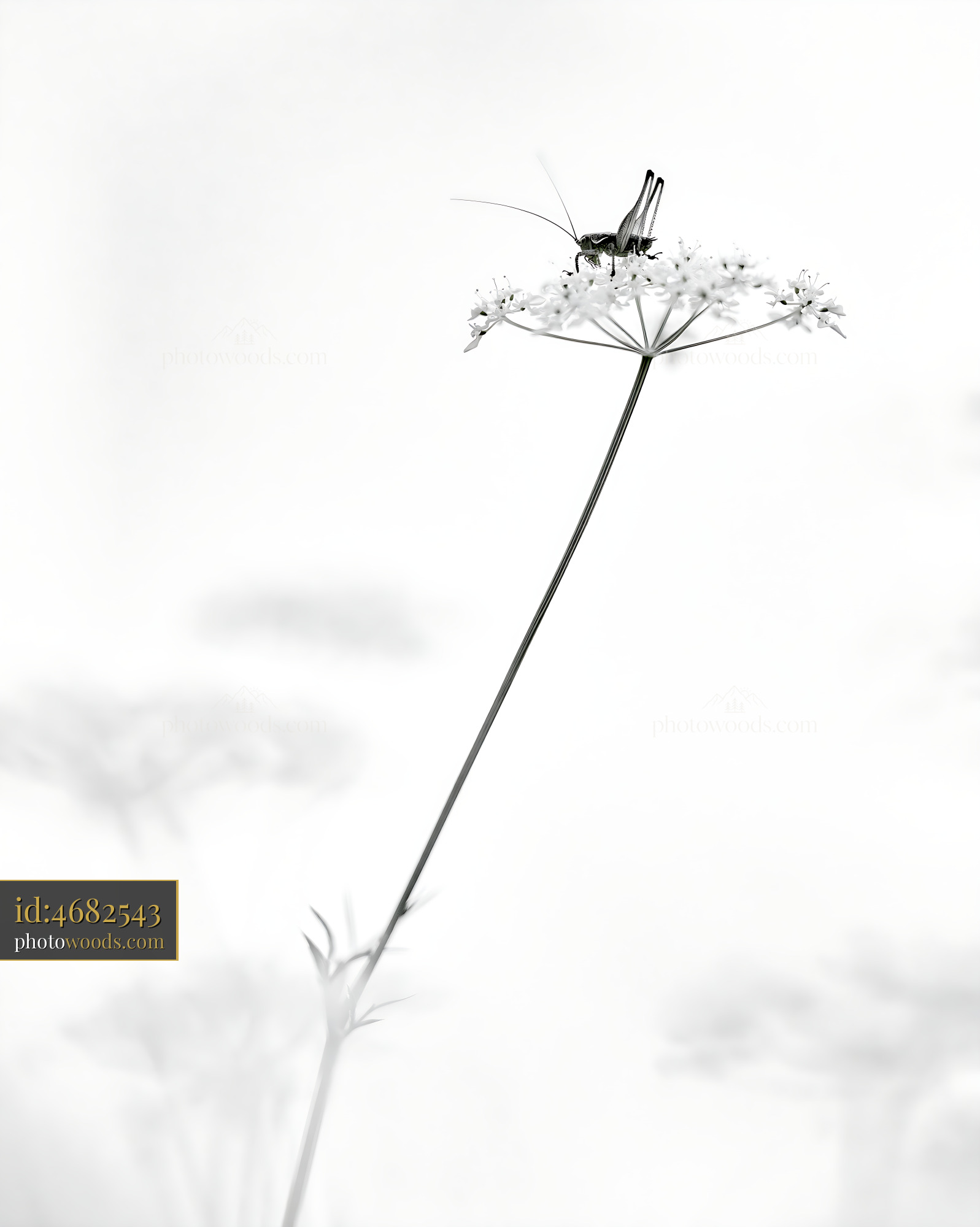 Wildflower on a Stem With an Insect During Spring Season