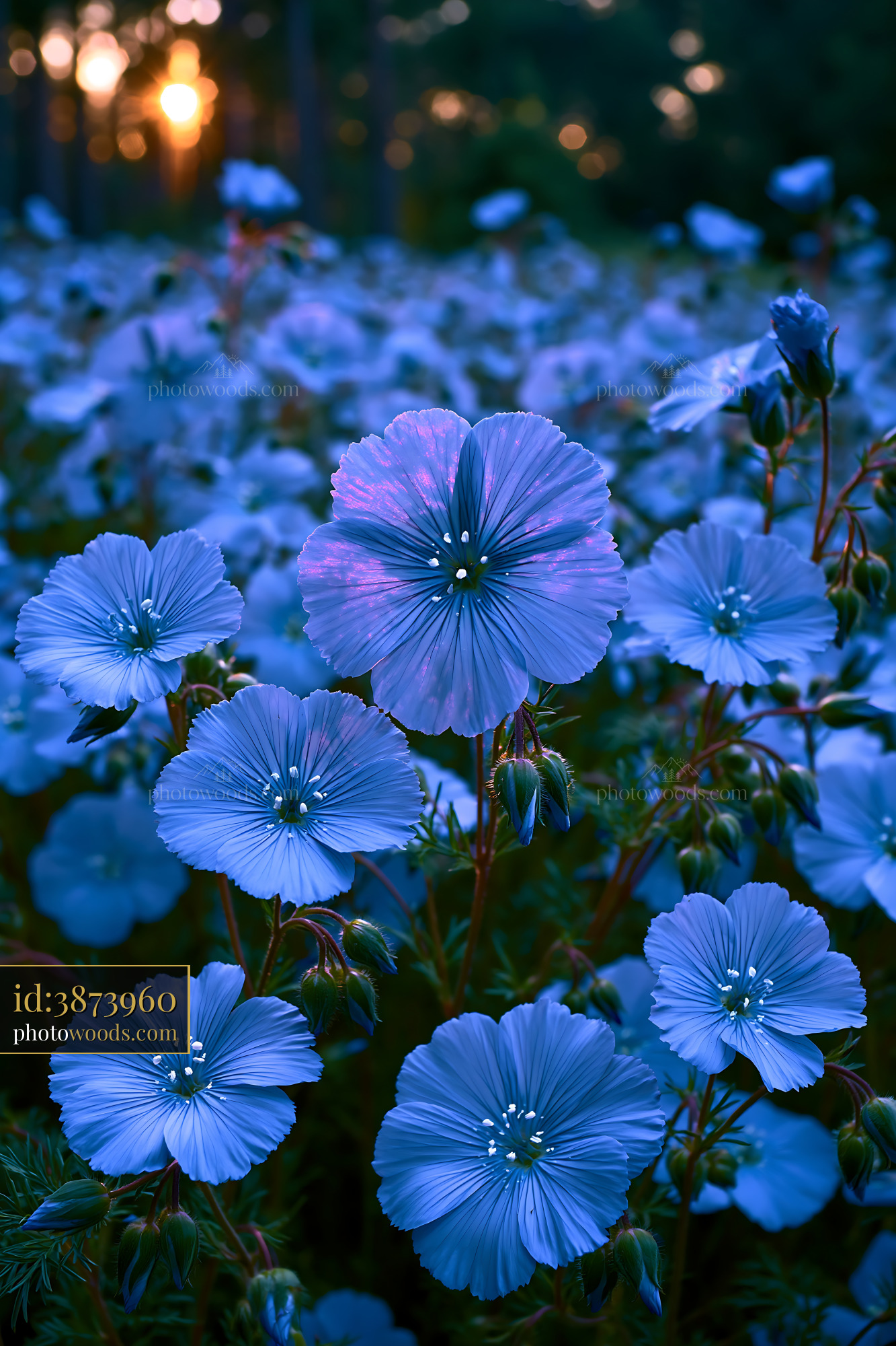 Blue Flowers Bloom in Field During Sunset With Soft Light