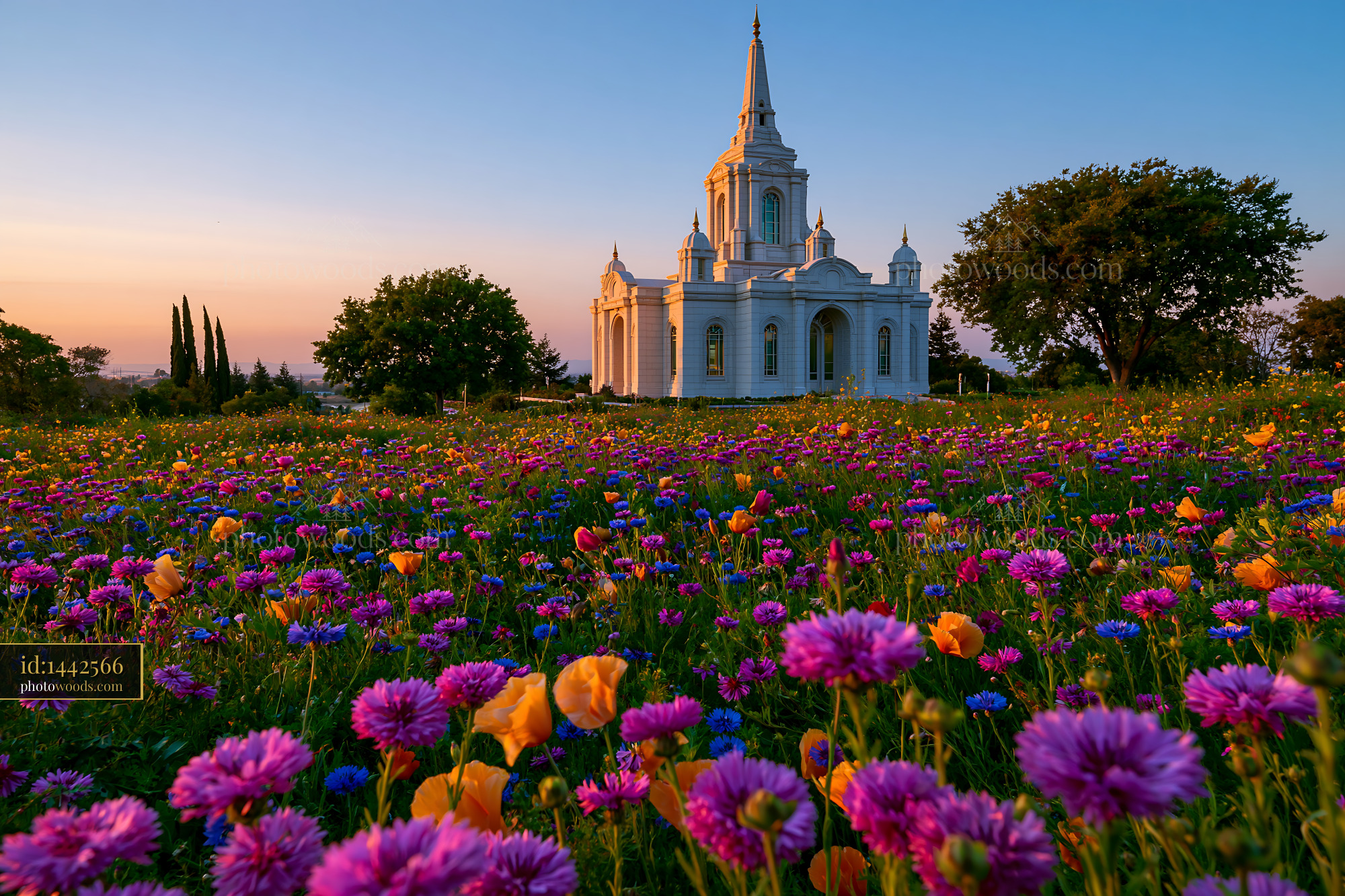 Sacra Church Surrounded by Colorful Flowers at Sunset