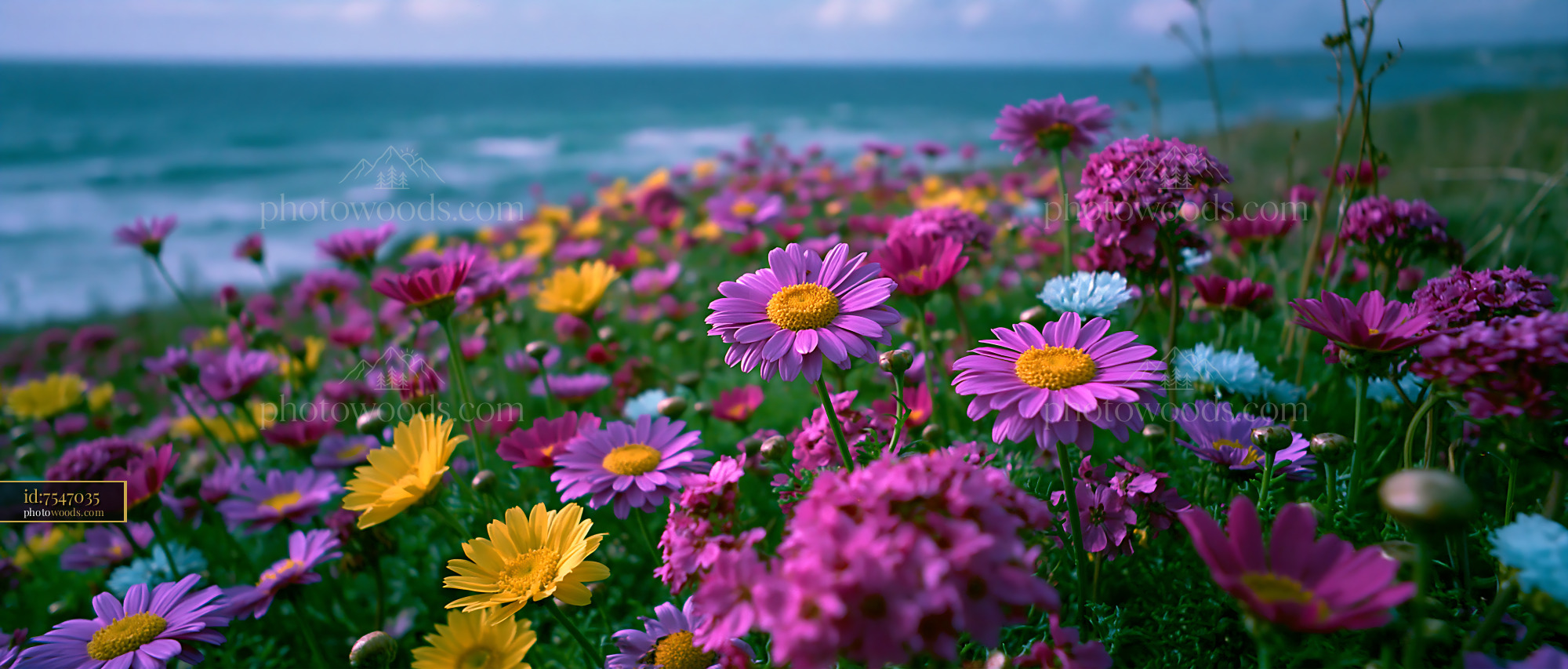 Colorful Flowers Bloom Near the Ocean Under a Cloudy Sky