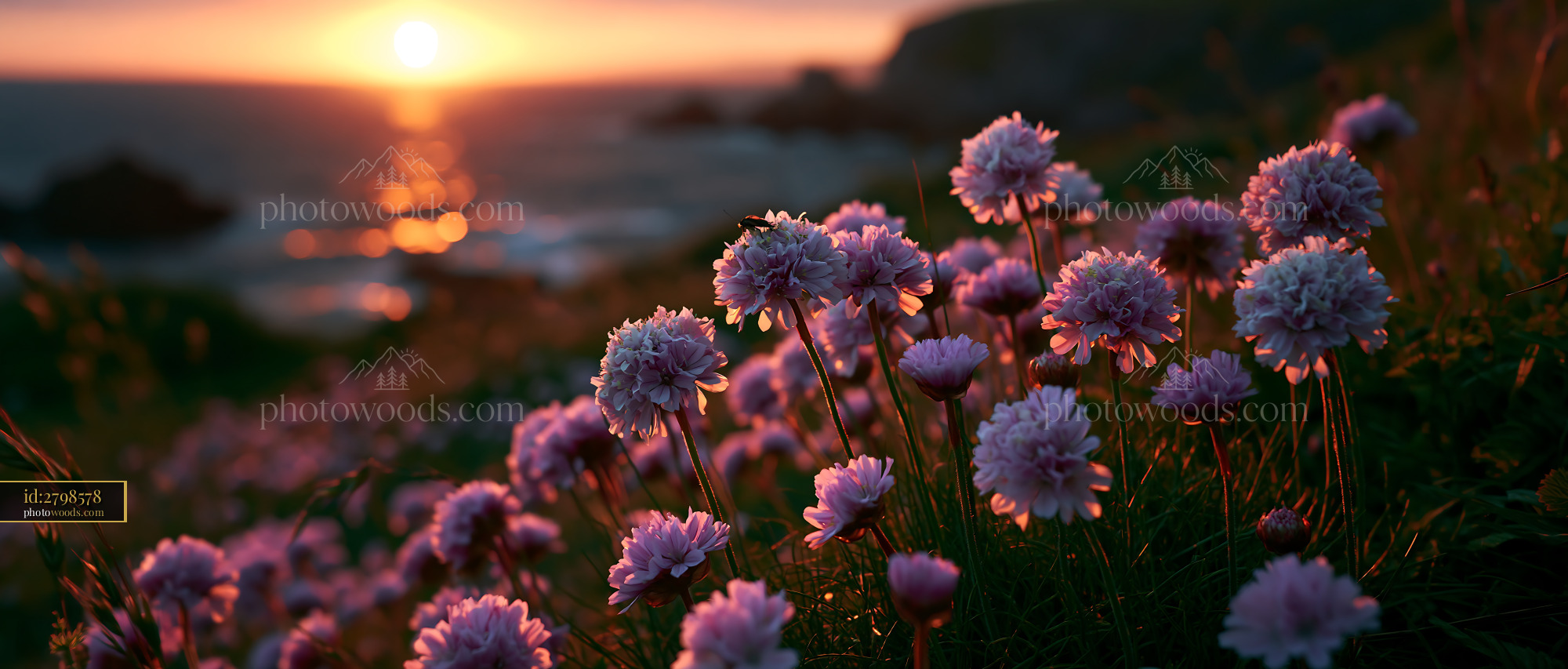 Flowers Bloom at Sunset by the Ocean With Waves and Cliffs