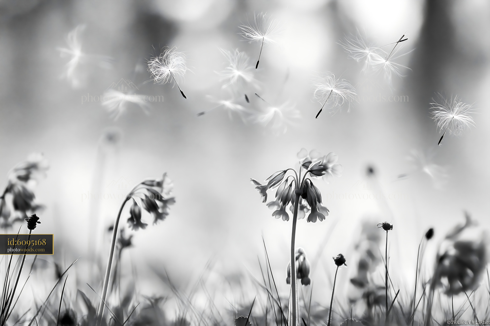 Daisy Flowers in Meadow During Spring Sunlight