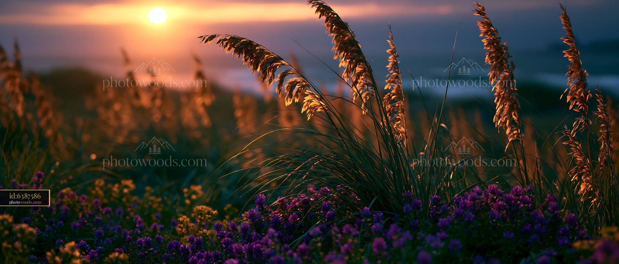 Grass Sways Gently in the Breeze Under a Colorful Sunset Sky