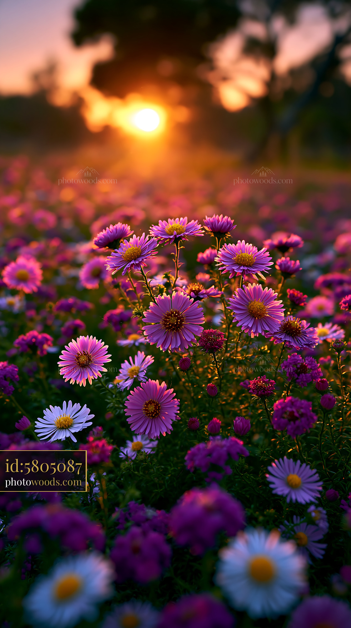 Flowers Bloom in a Field During Sunset With Warm Light