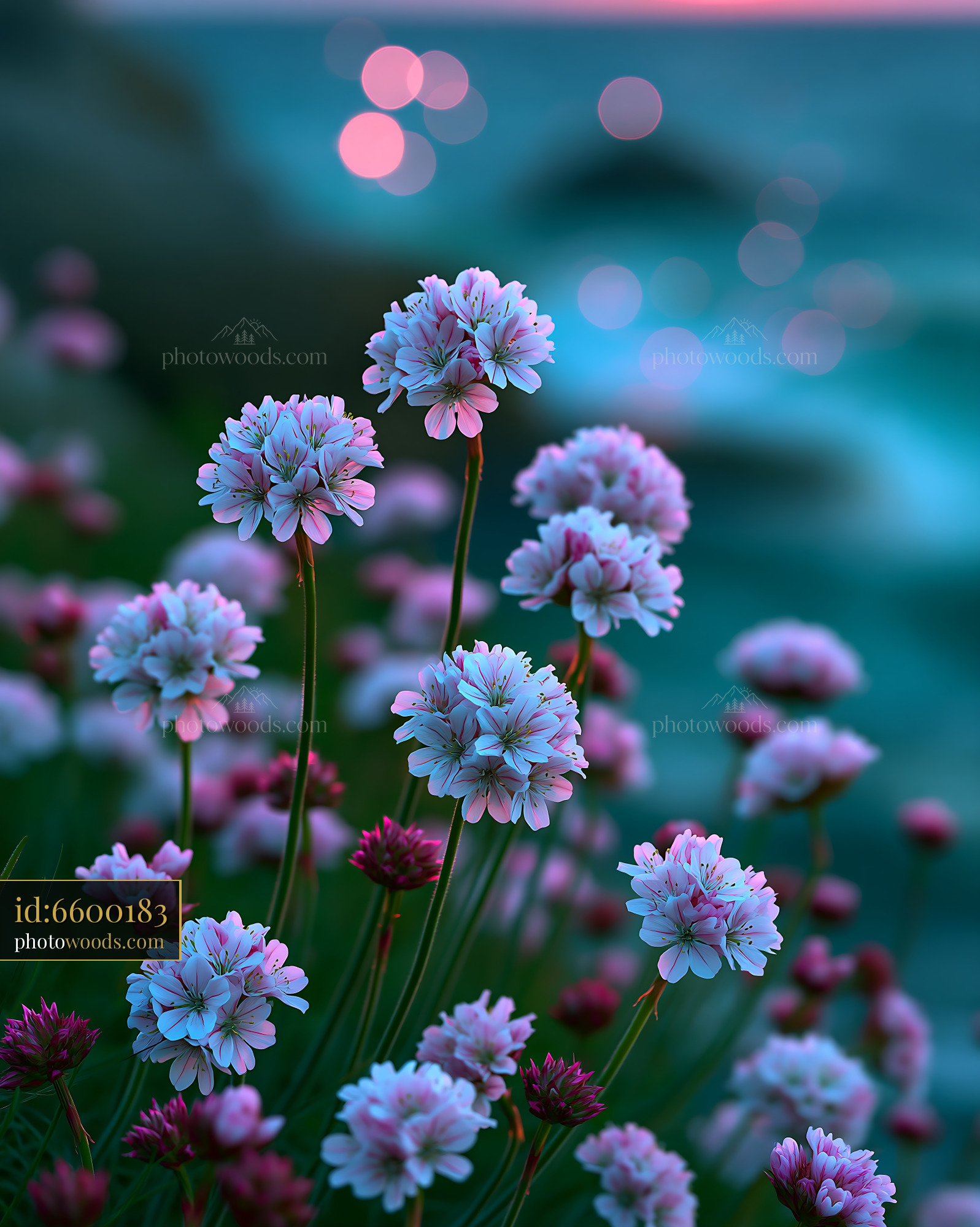 Flowers Bloom in a Garden by the Sea at Sunset With Soft Lights