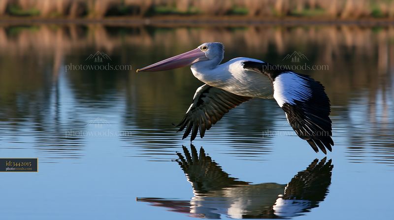 Australian pelican flying low over a coastal lagoon
