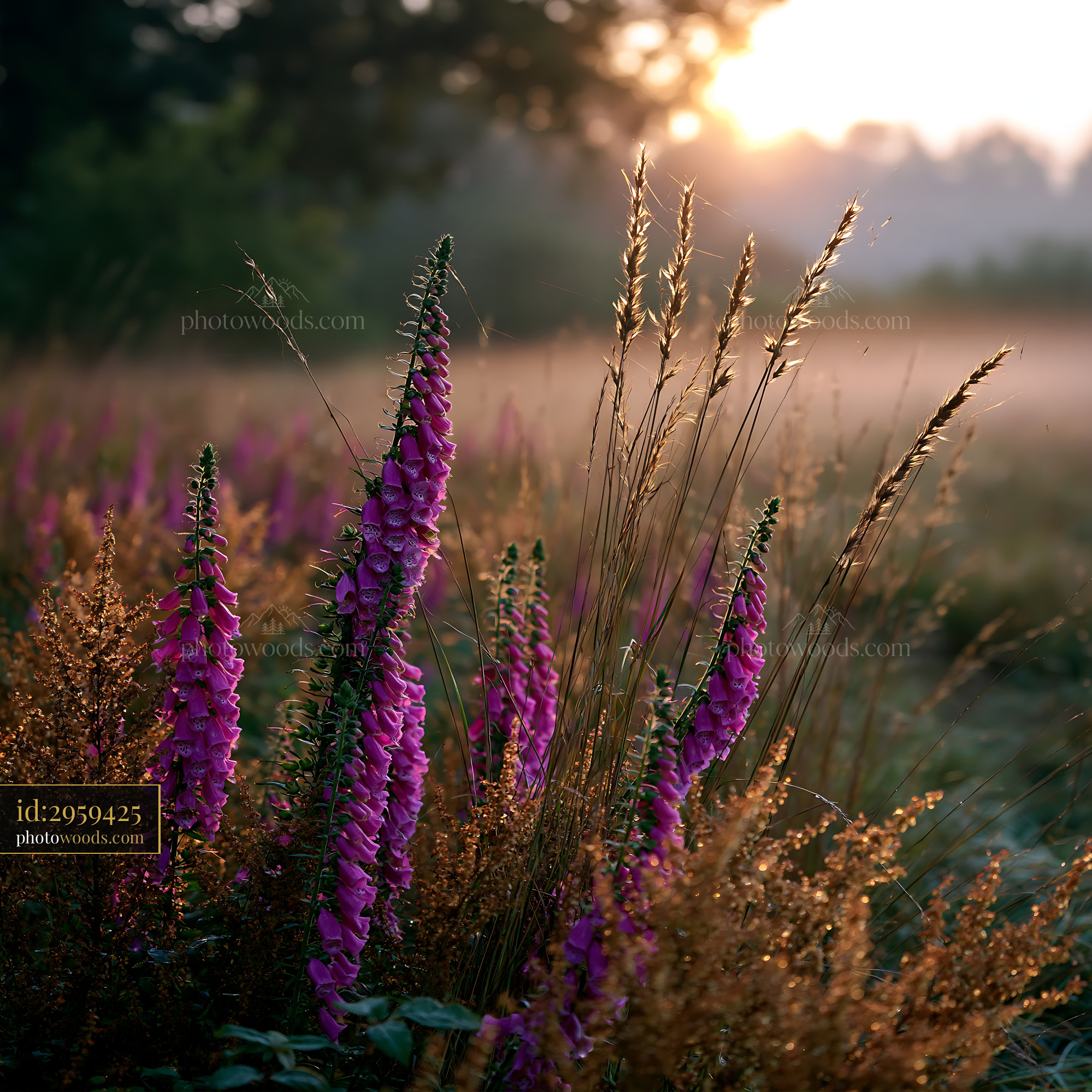 Foxglove Flowers at Sunrise in an Alpine Meadow