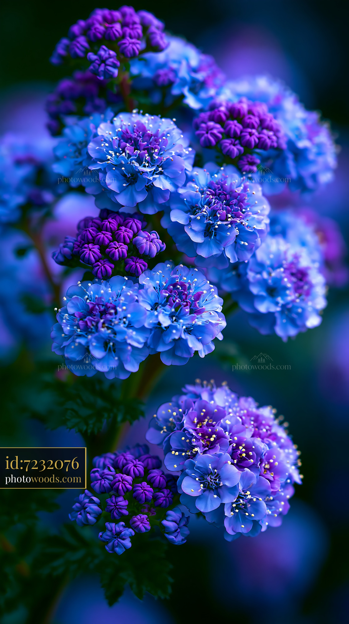 Purple and Blue Flowers Bloom in a Garden With Soft Light